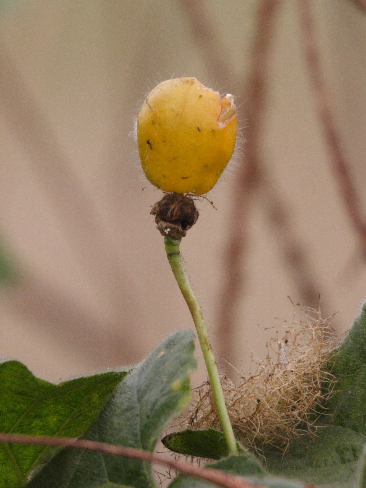 passiflora_foetida5md