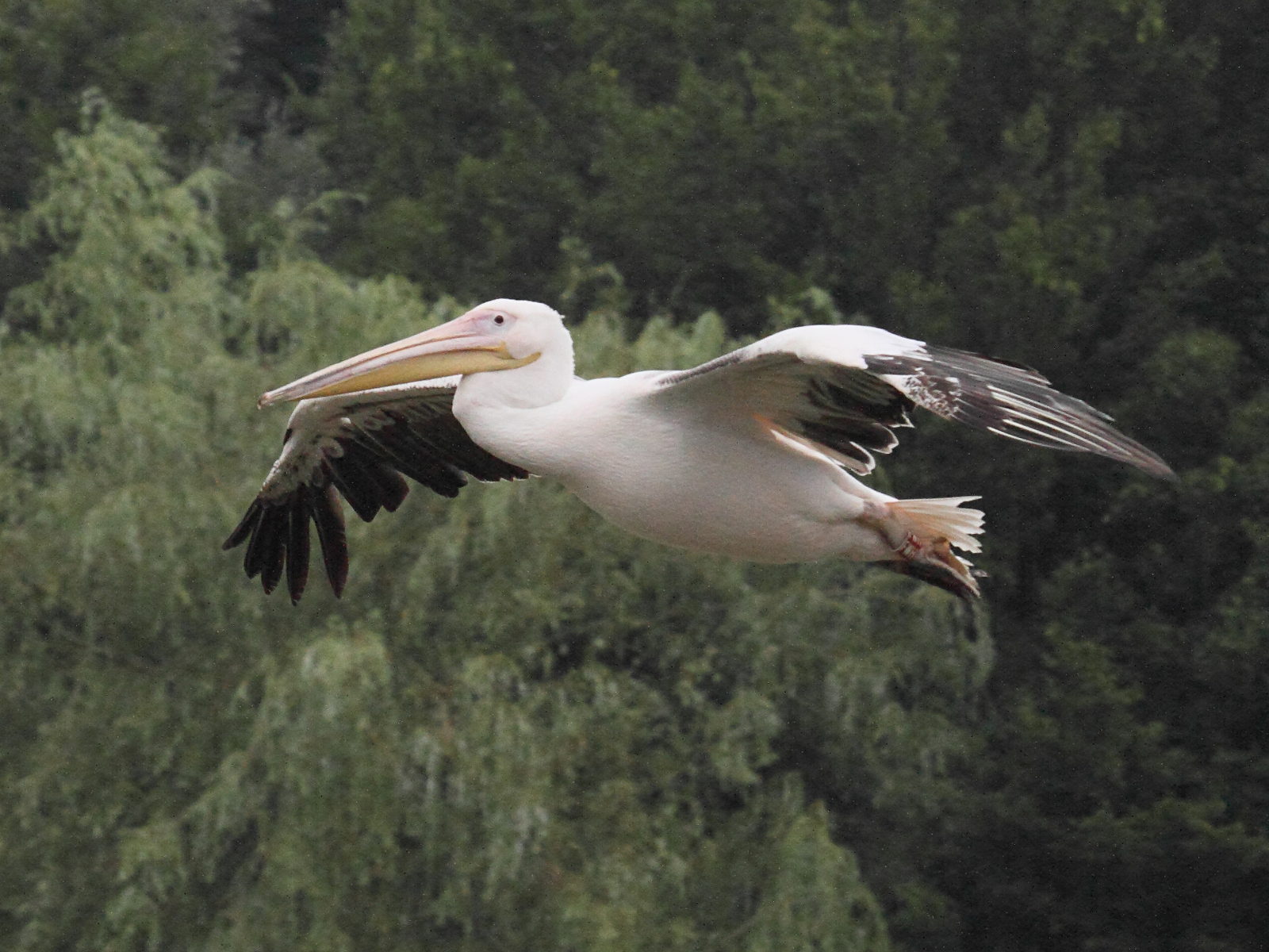 pelican_blanc_-_pelecanus_onocrotalus8bd