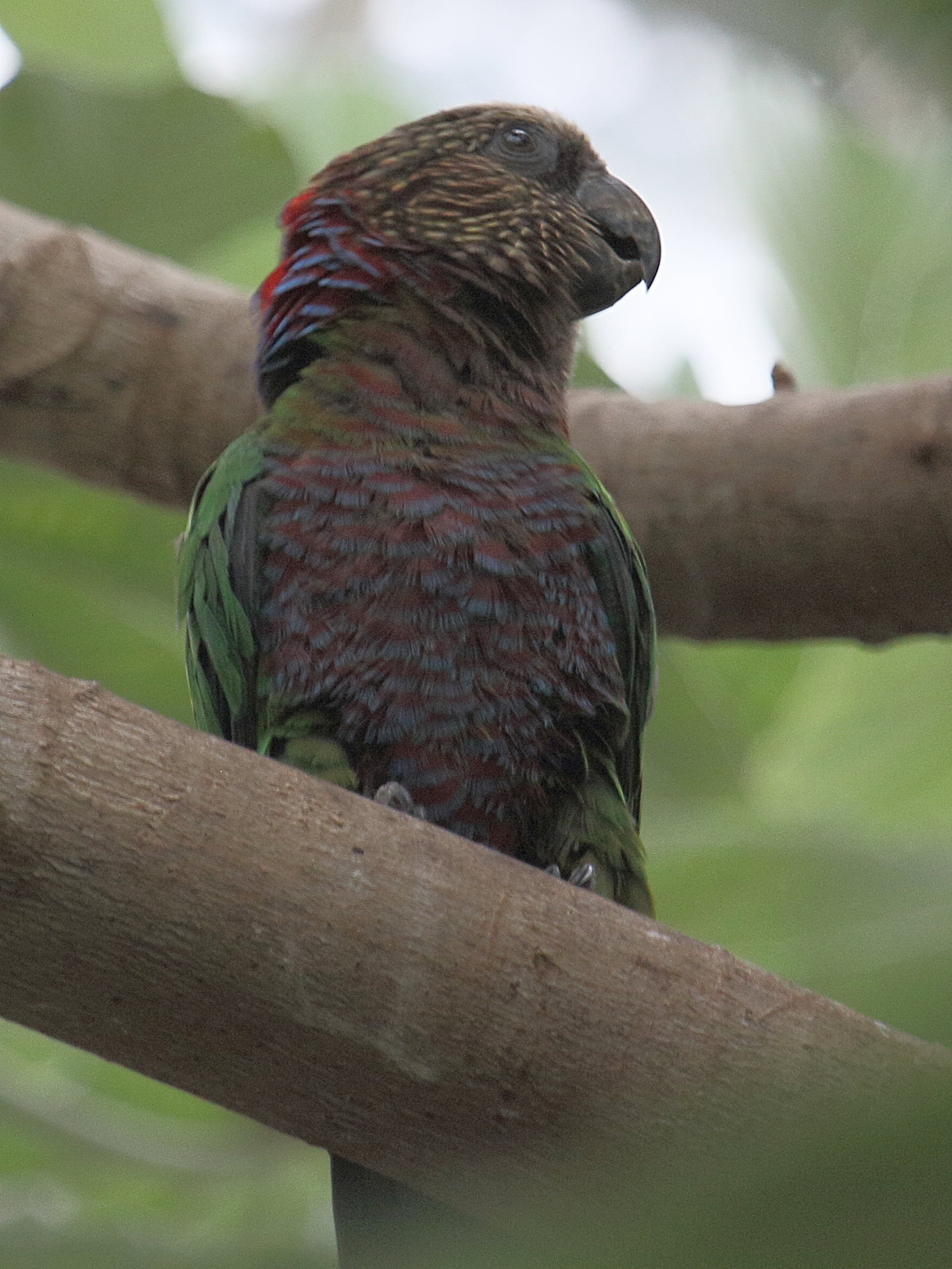 perroquet_maille_-_deroptyus_accipitrinus1bd