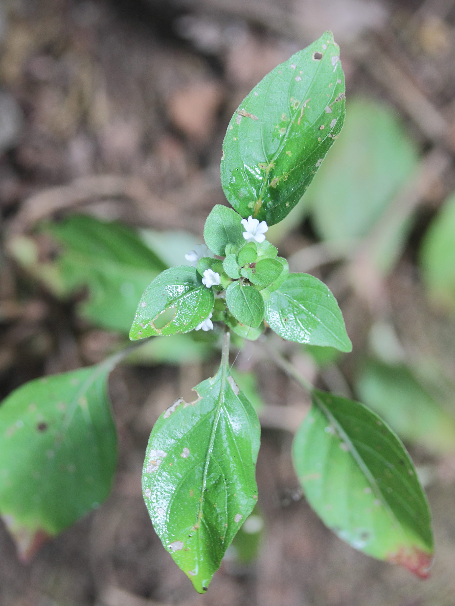 Afficher le média phaulopsis_verticillaris4md phaulopsis_verticillaris4md