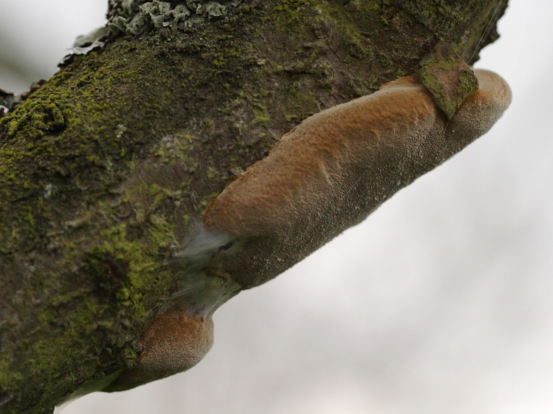 phellinus_tuberculosus2amd