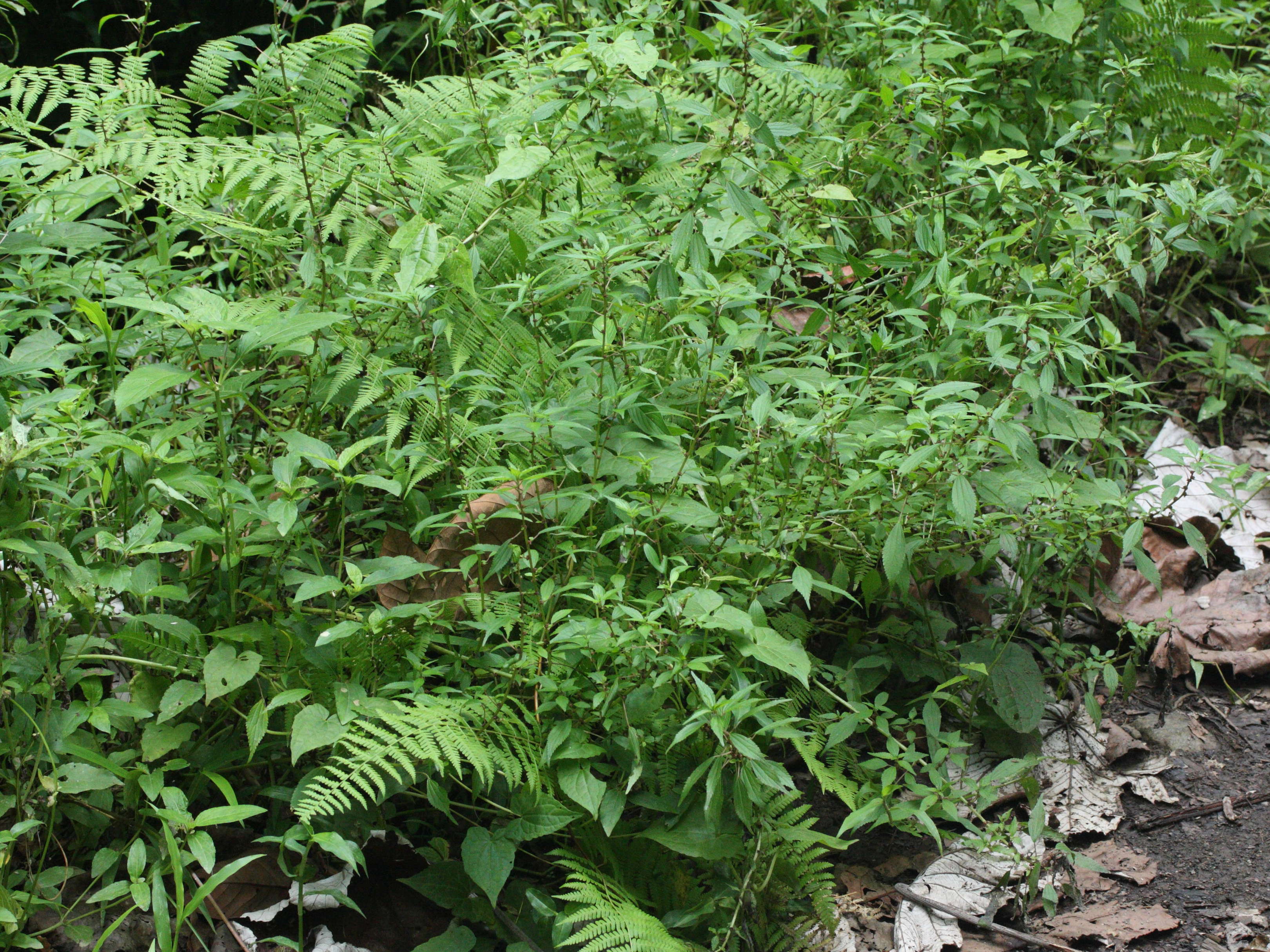 phenax_sonneratii1md