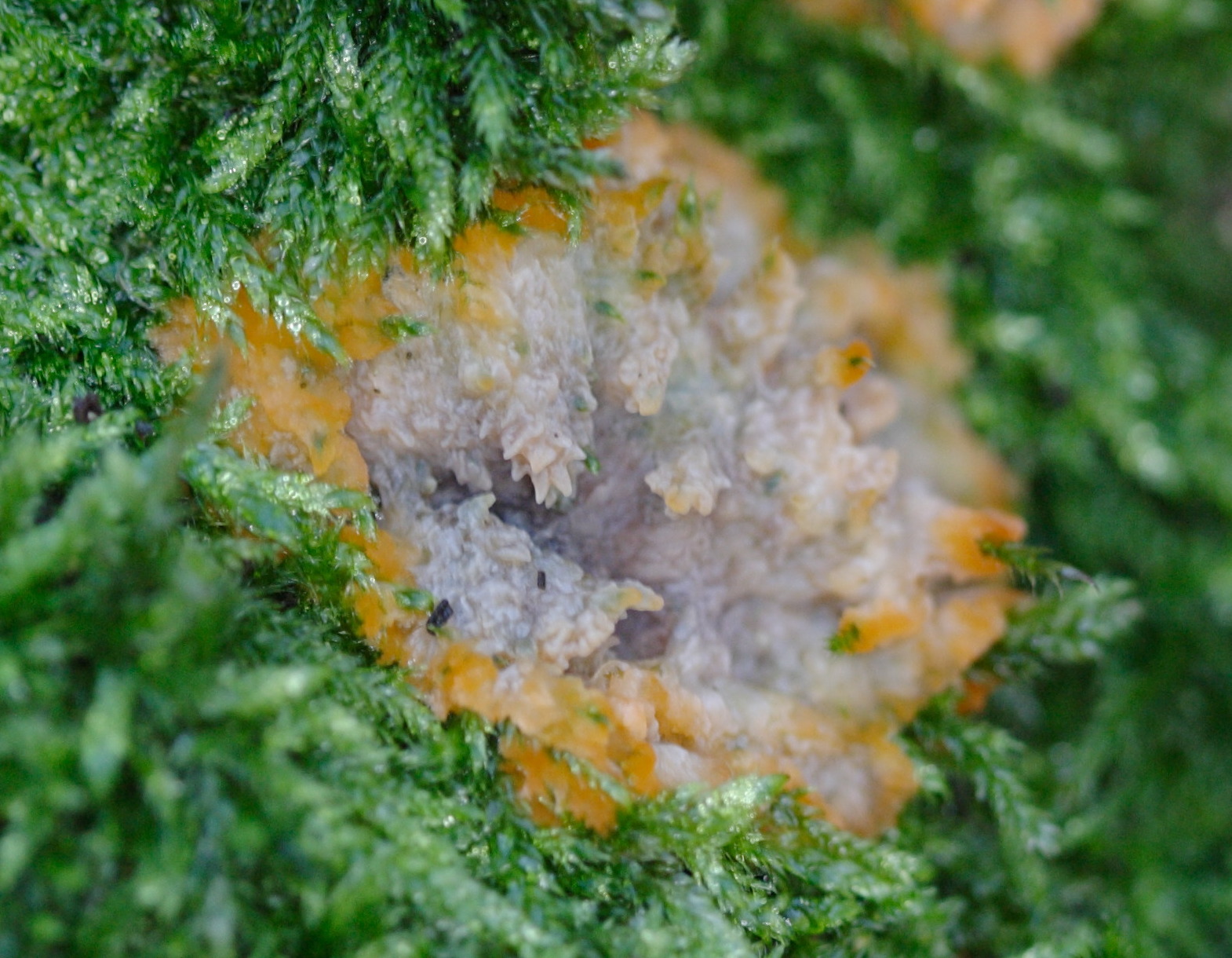 Afficher le média phlebia_merismoides3md phlebia_merismoides3md