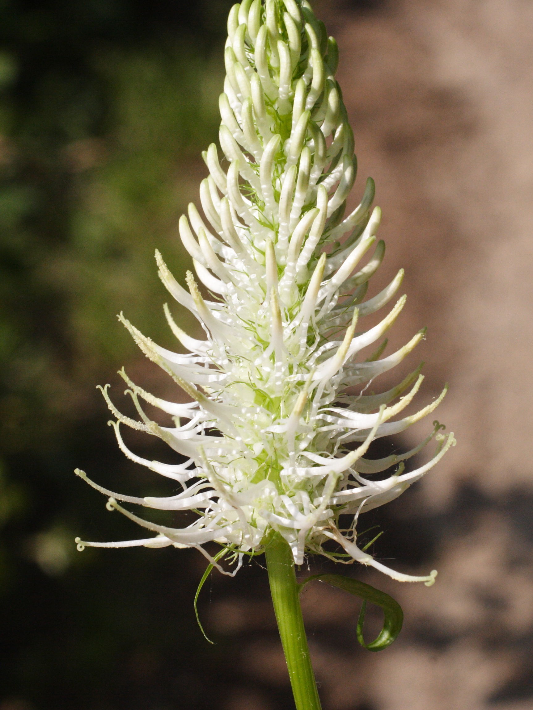 phyteuma_spicatum_spicatum2md