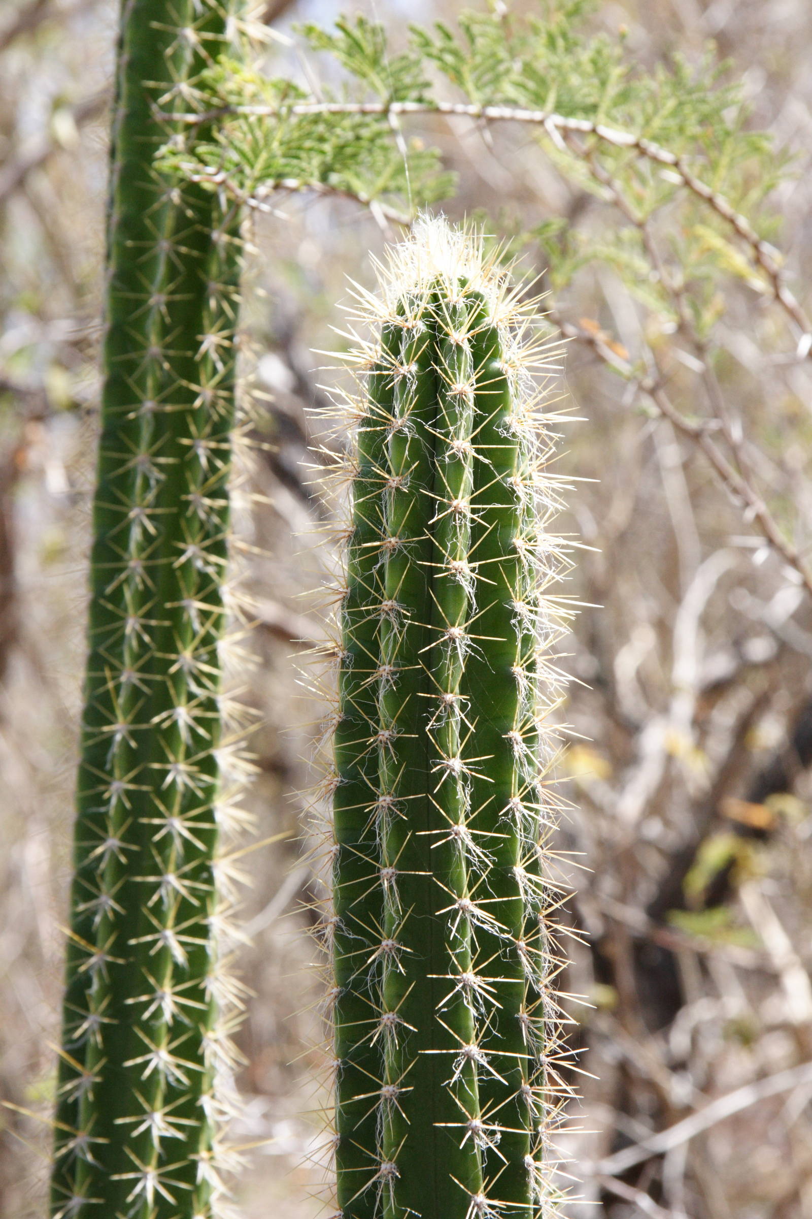 pilosocereus_royeni2md