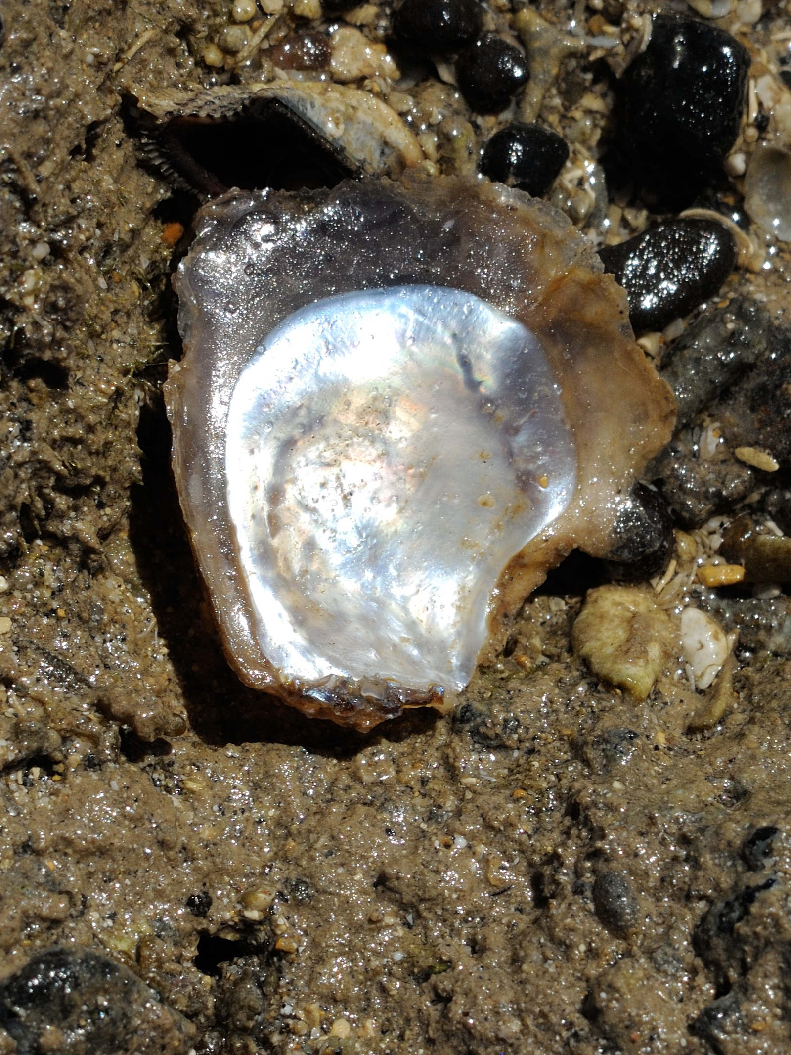 pinctada_capensis1md