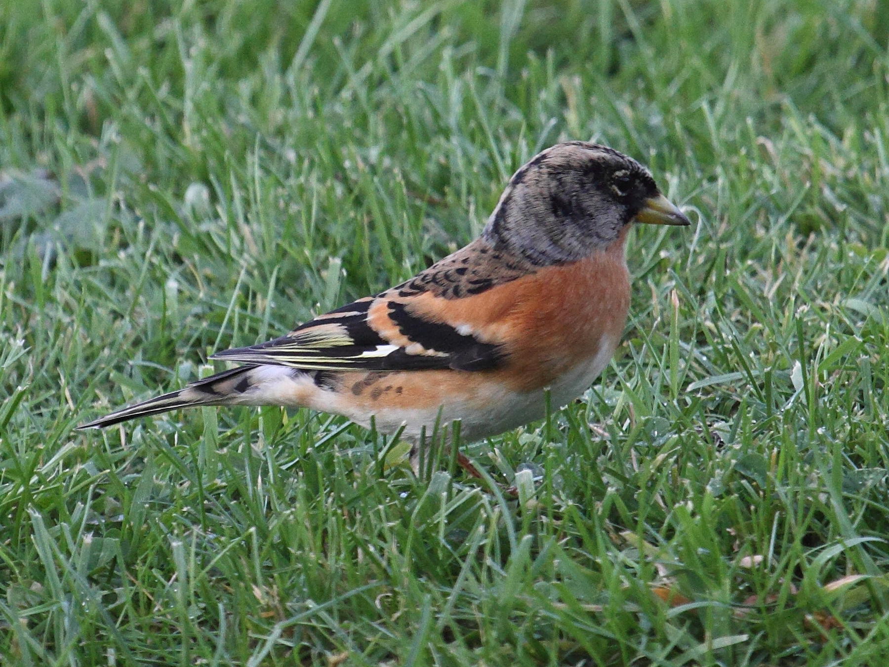 pinson_du_nord_-_fringilla_montifringilla3bd