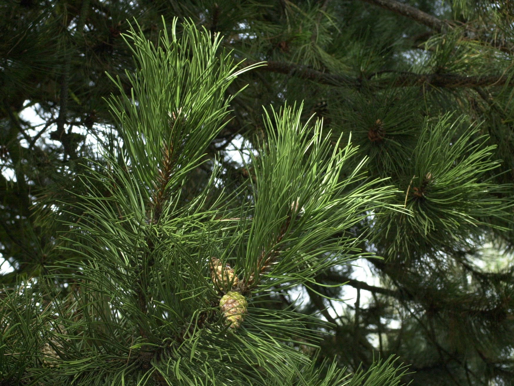 Pinus_nigra