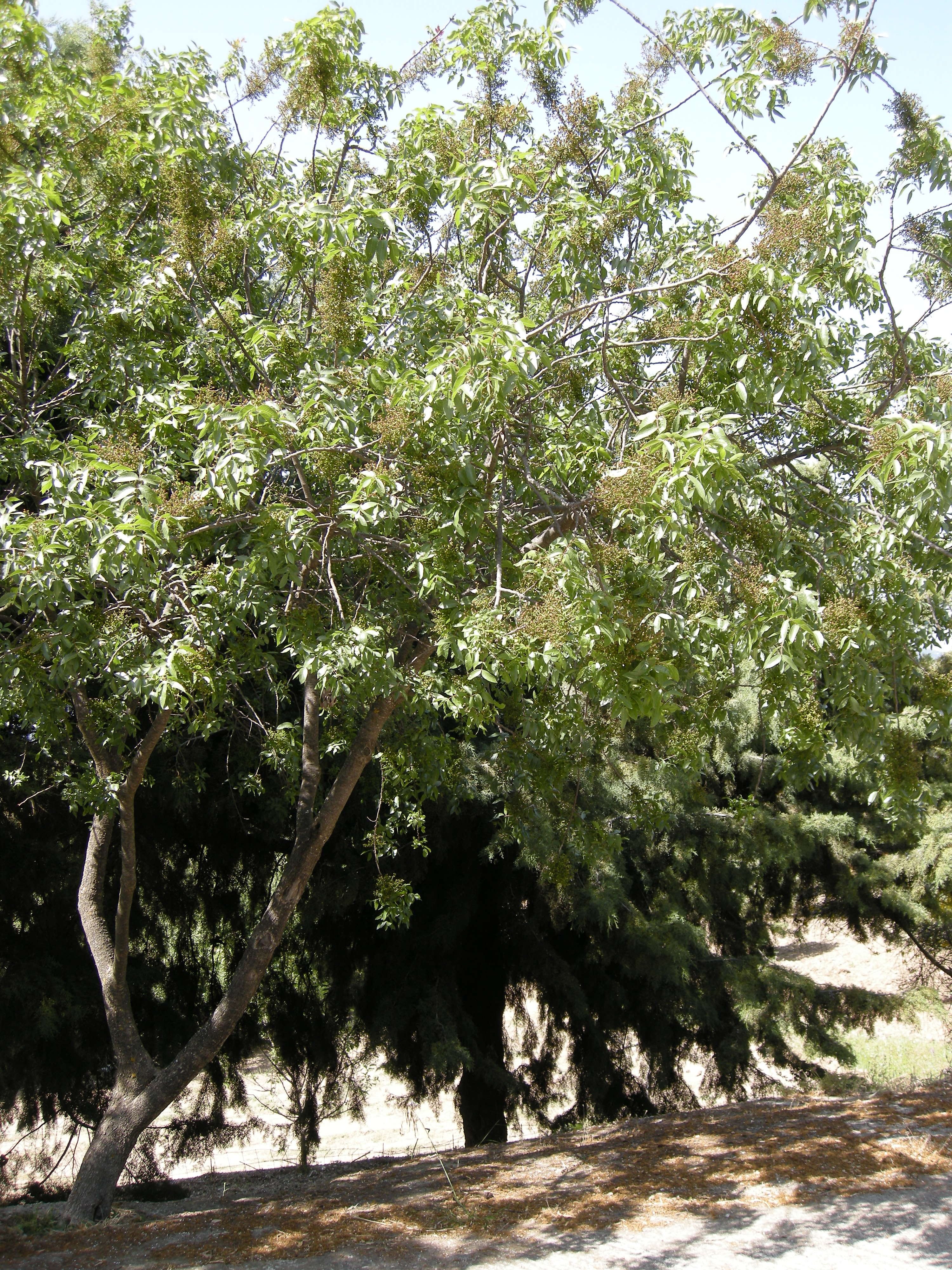 Afficher le média Pistacia_terebinthus Pistacia_terebinthus