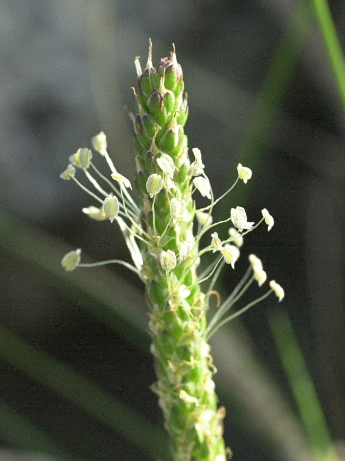 plantago_coronopus3bd
