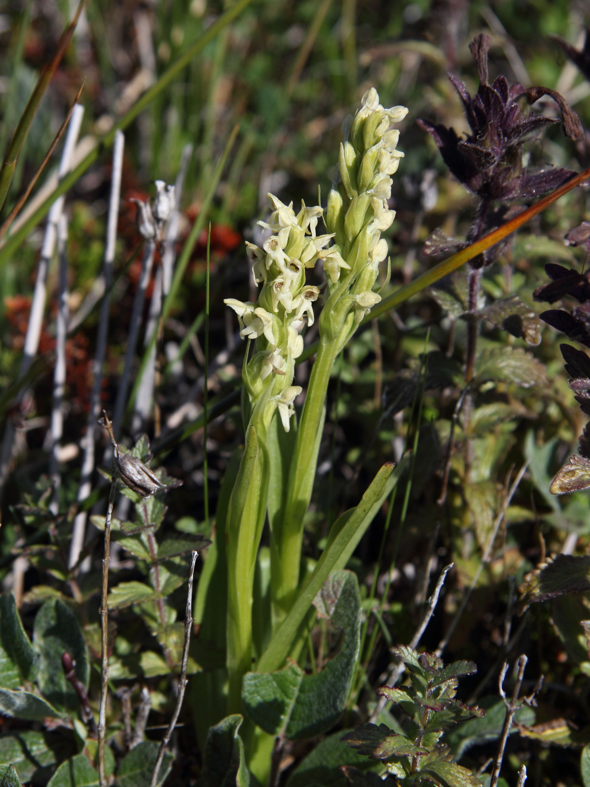 Afficher le média Platanthera_hyperborea Platanthera_hyperborea