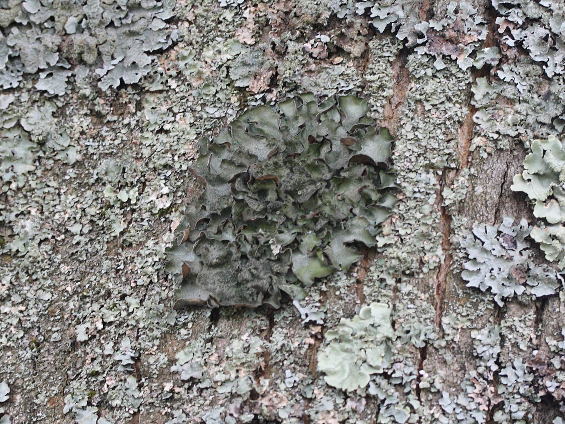 pleurosticta_acetabulum2md