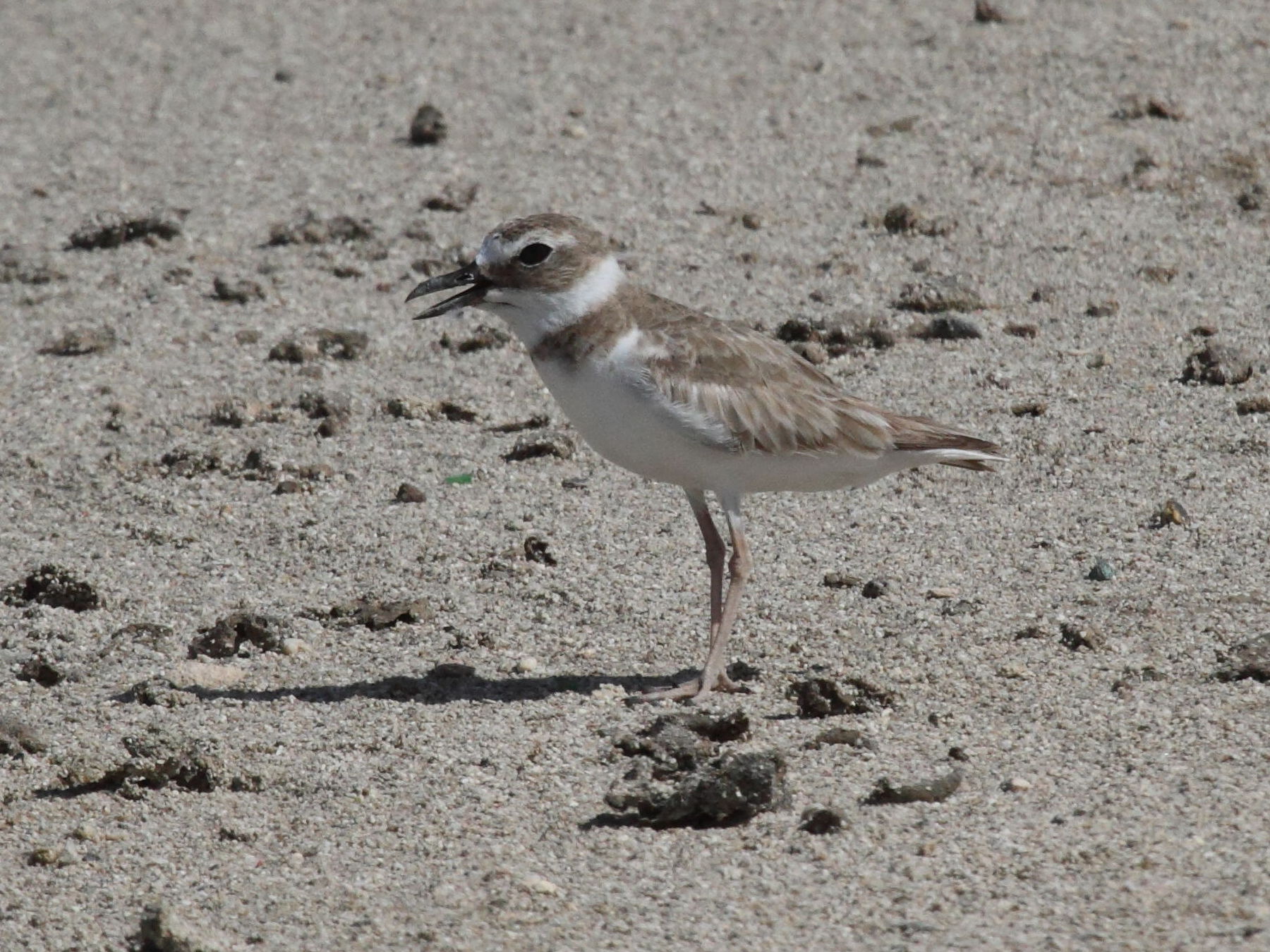 pluvier_de_wilson_-_charadrius_wilsonia2bd