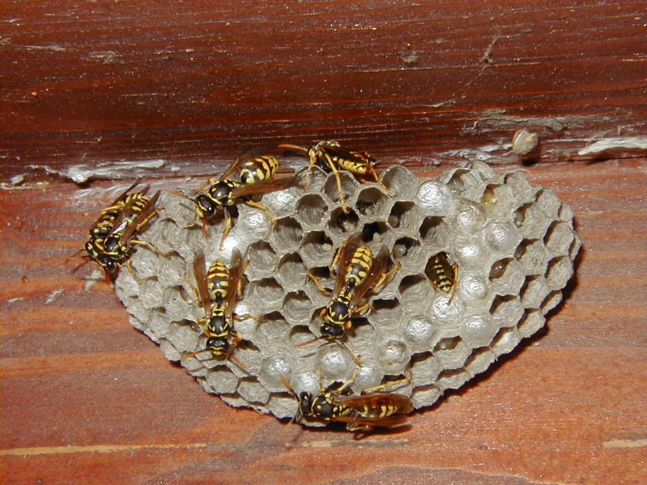 polistes_dominulus6md