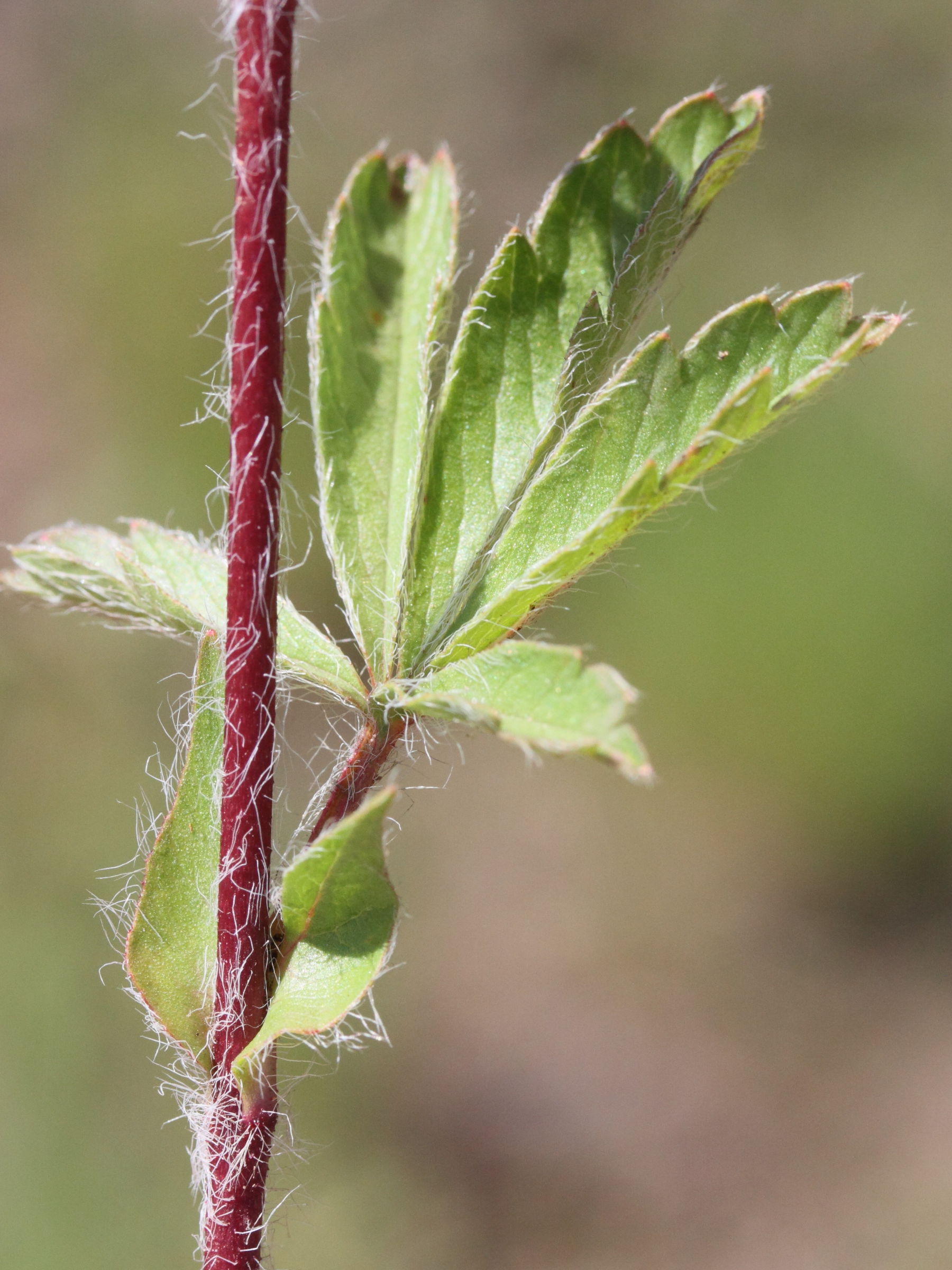 potentilla_hirta3md