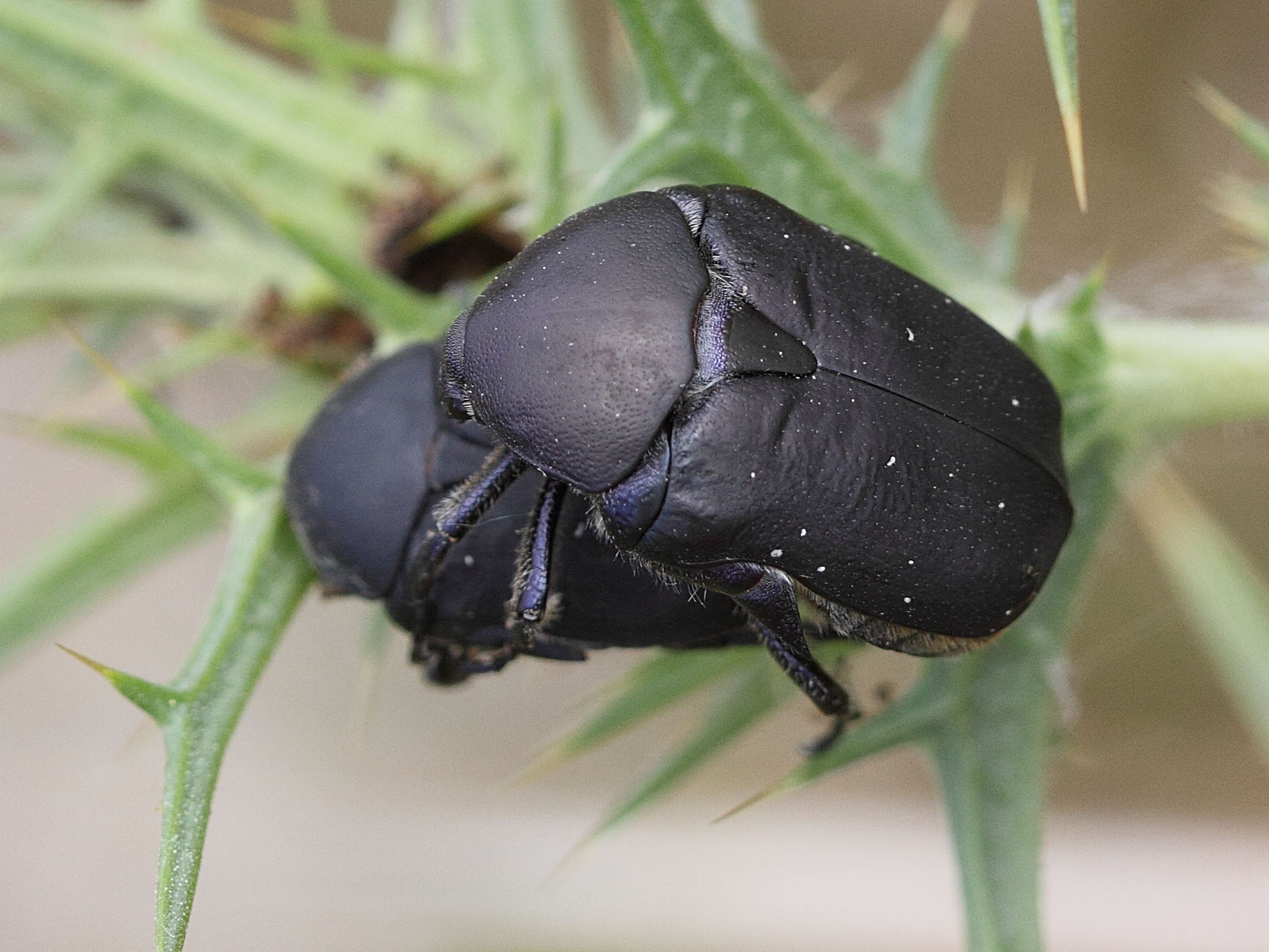 protaetia_afflicta_atrocoerulea2bd