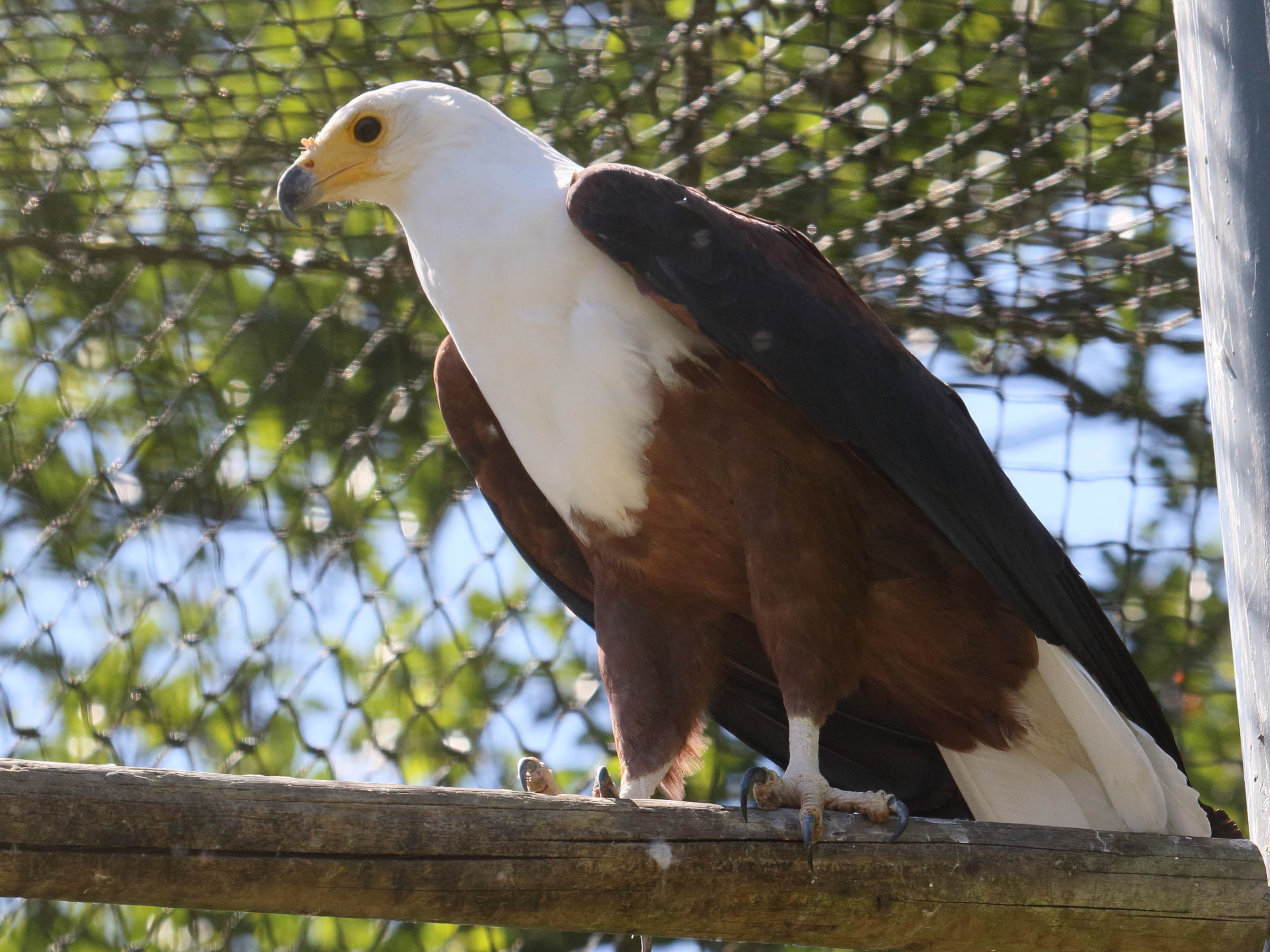 pygargue_d-afrique_-_haliaeetus_vocifer3bd