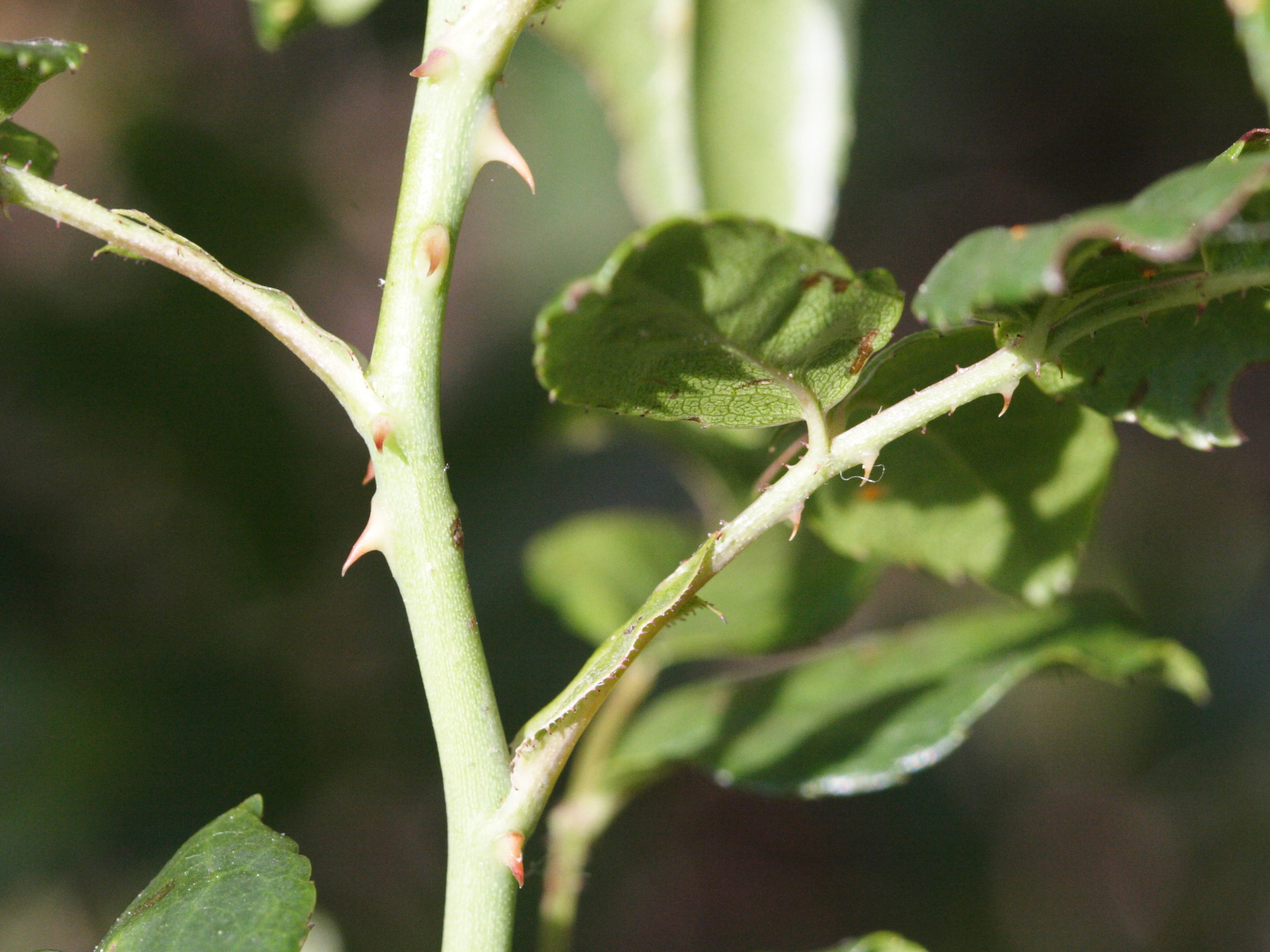 rosa_sempervirens3md