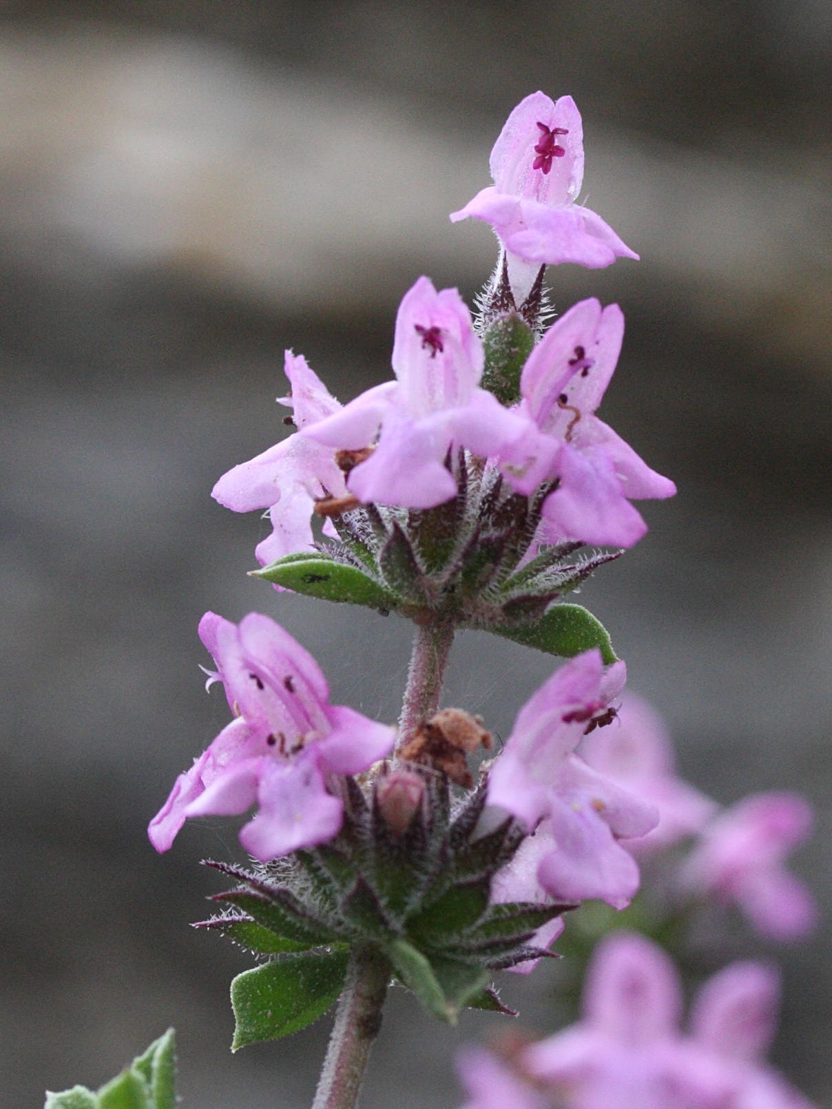 Afficher le média Satureia_thymbra Satureia_thymbra