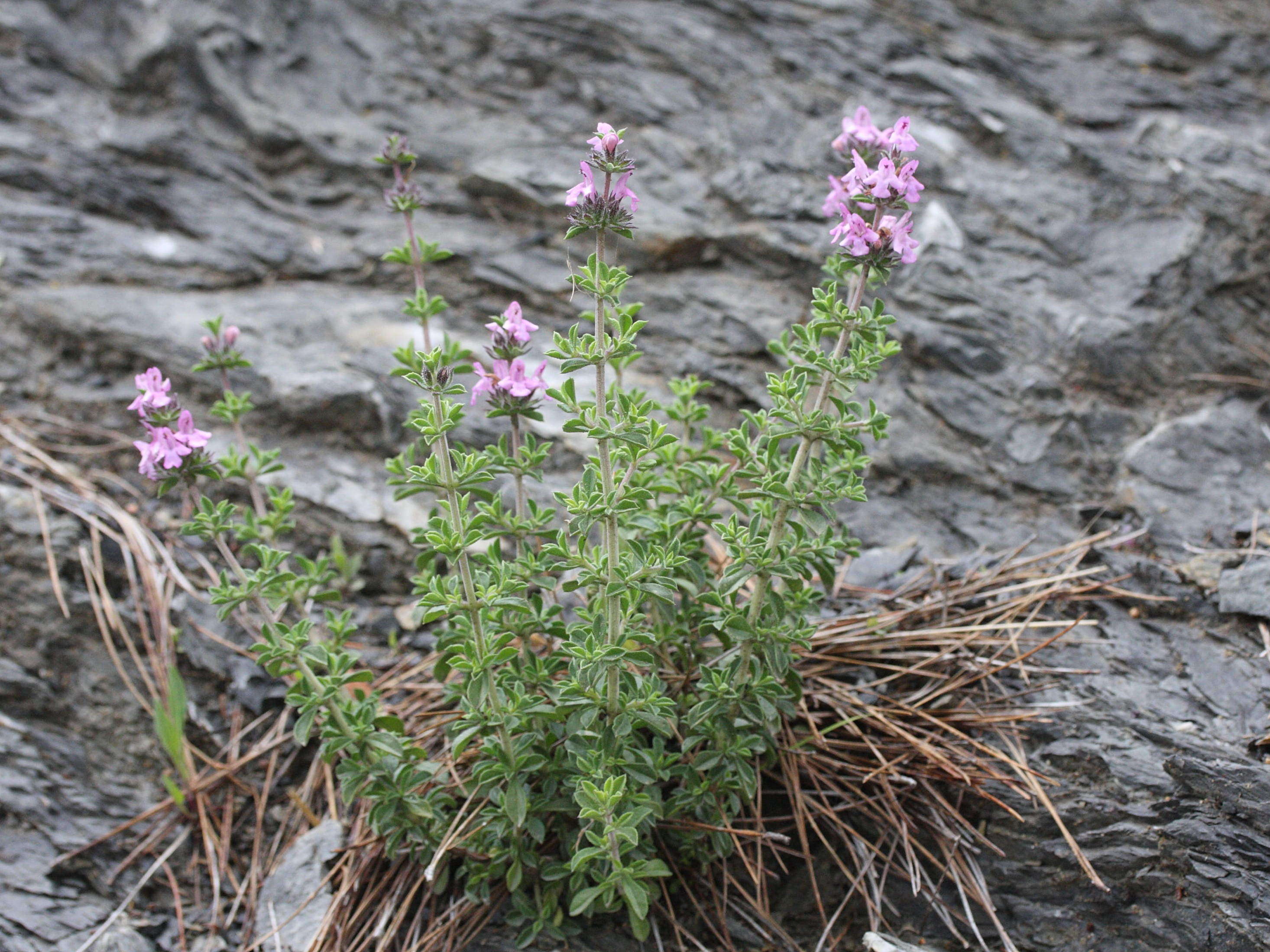 Afficher le média Satureia_thymbra Satureia_thymbra