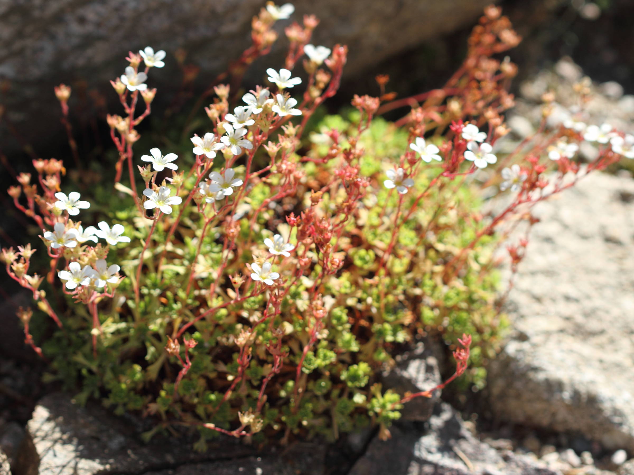 saxifraga_pedemontana1bd