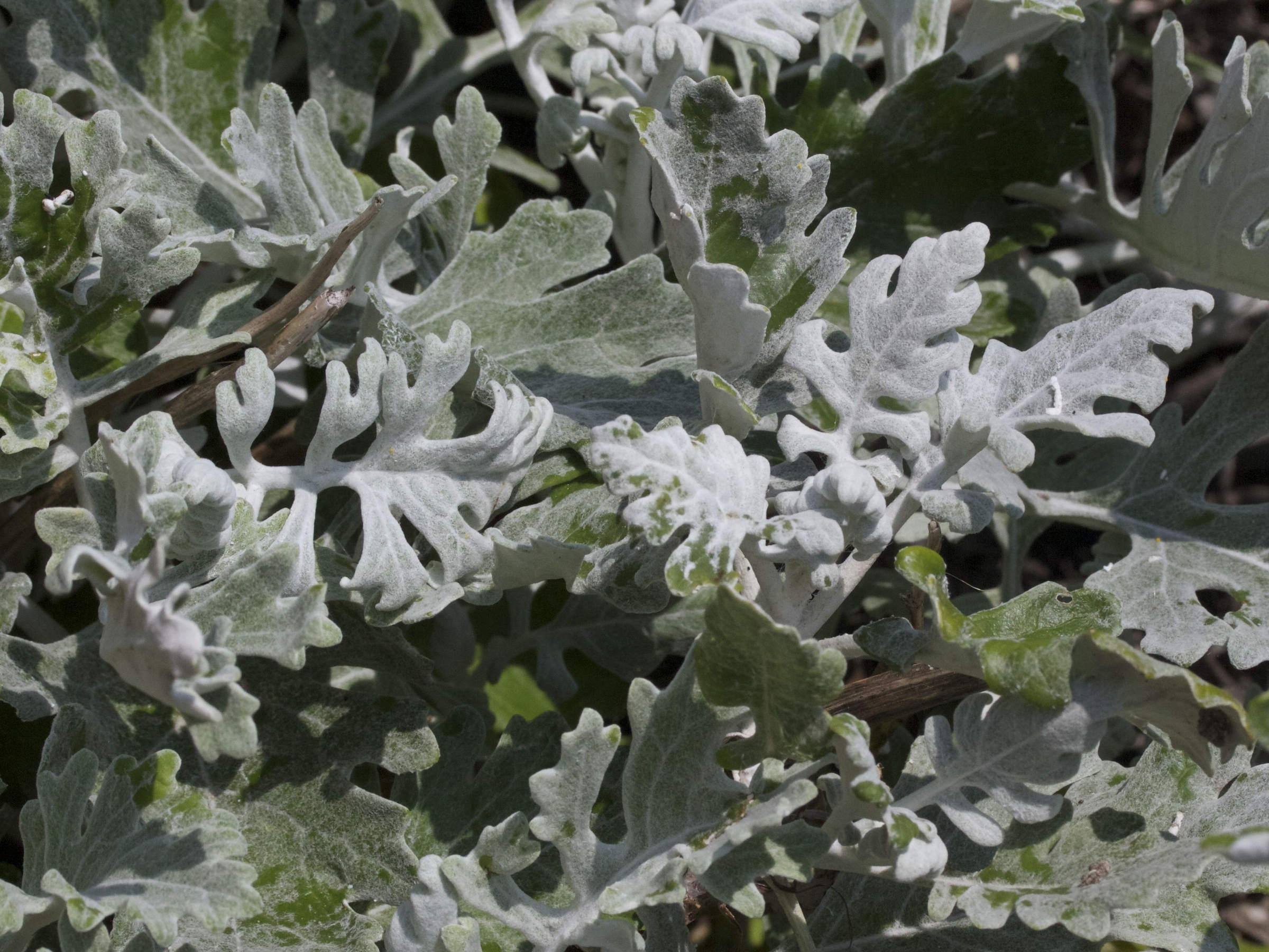 Senecio_cineraria