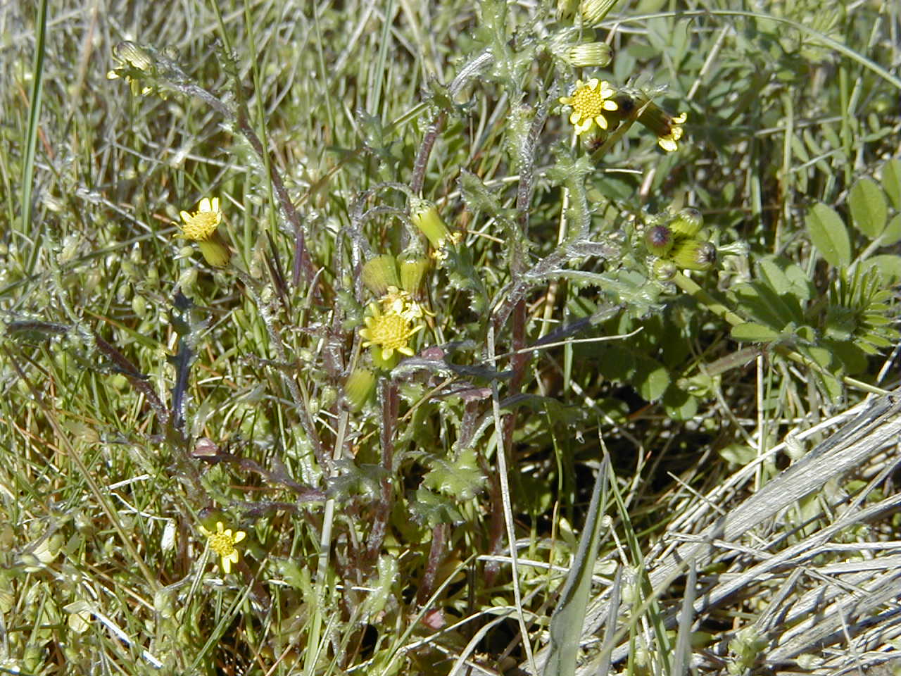 senecio_vulgaris_denticulatus1md