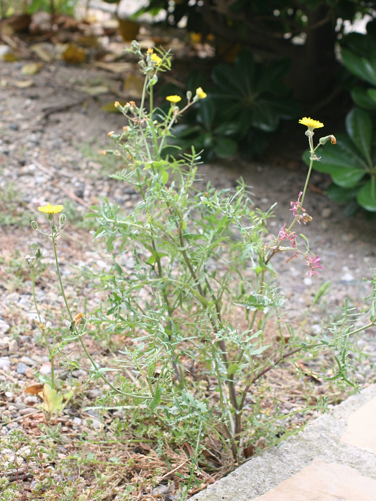 sonchus_tenerrimus1md