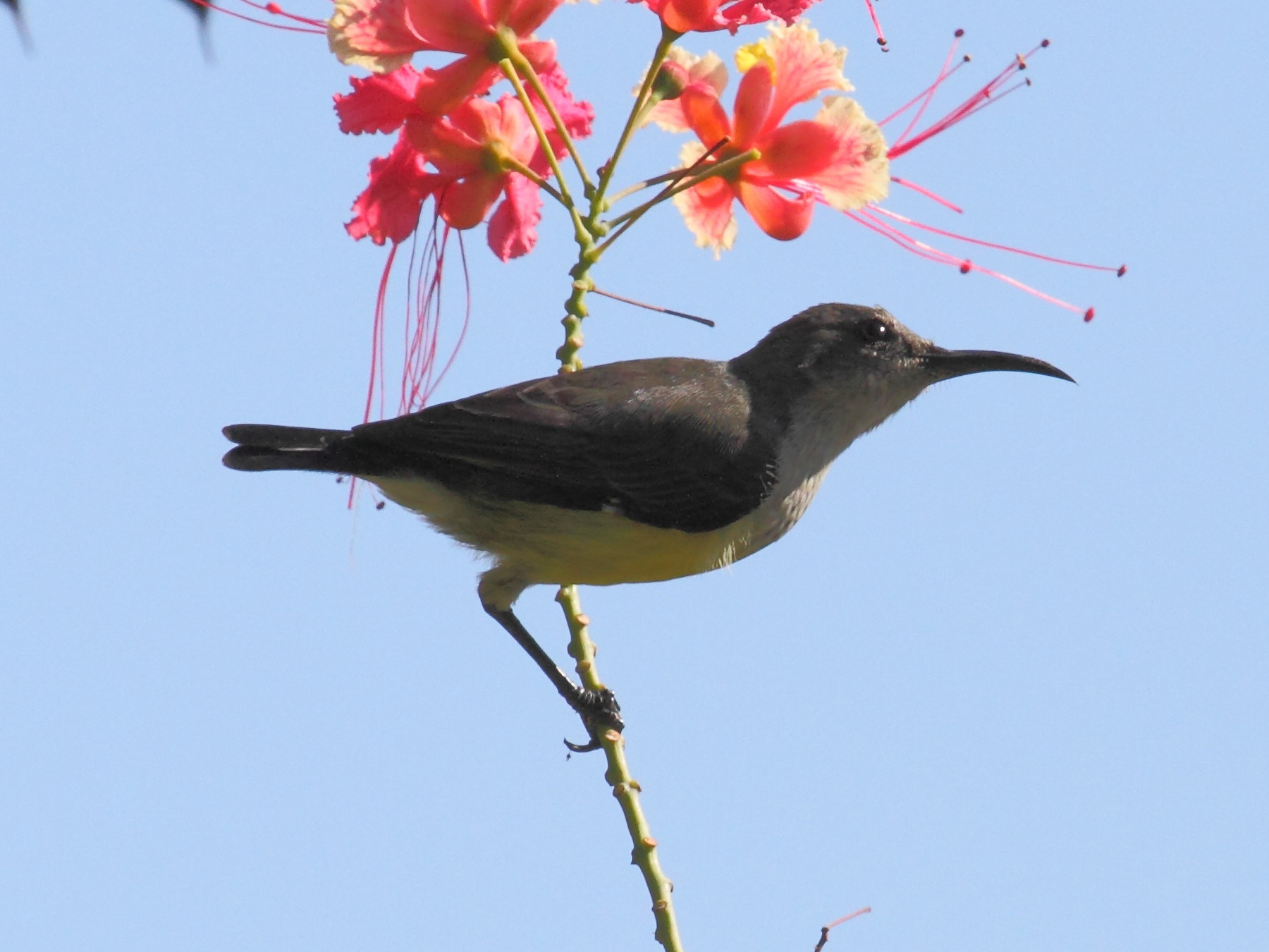 souimanga_de_mayoote_-_cinnyris_coquerellii4bd