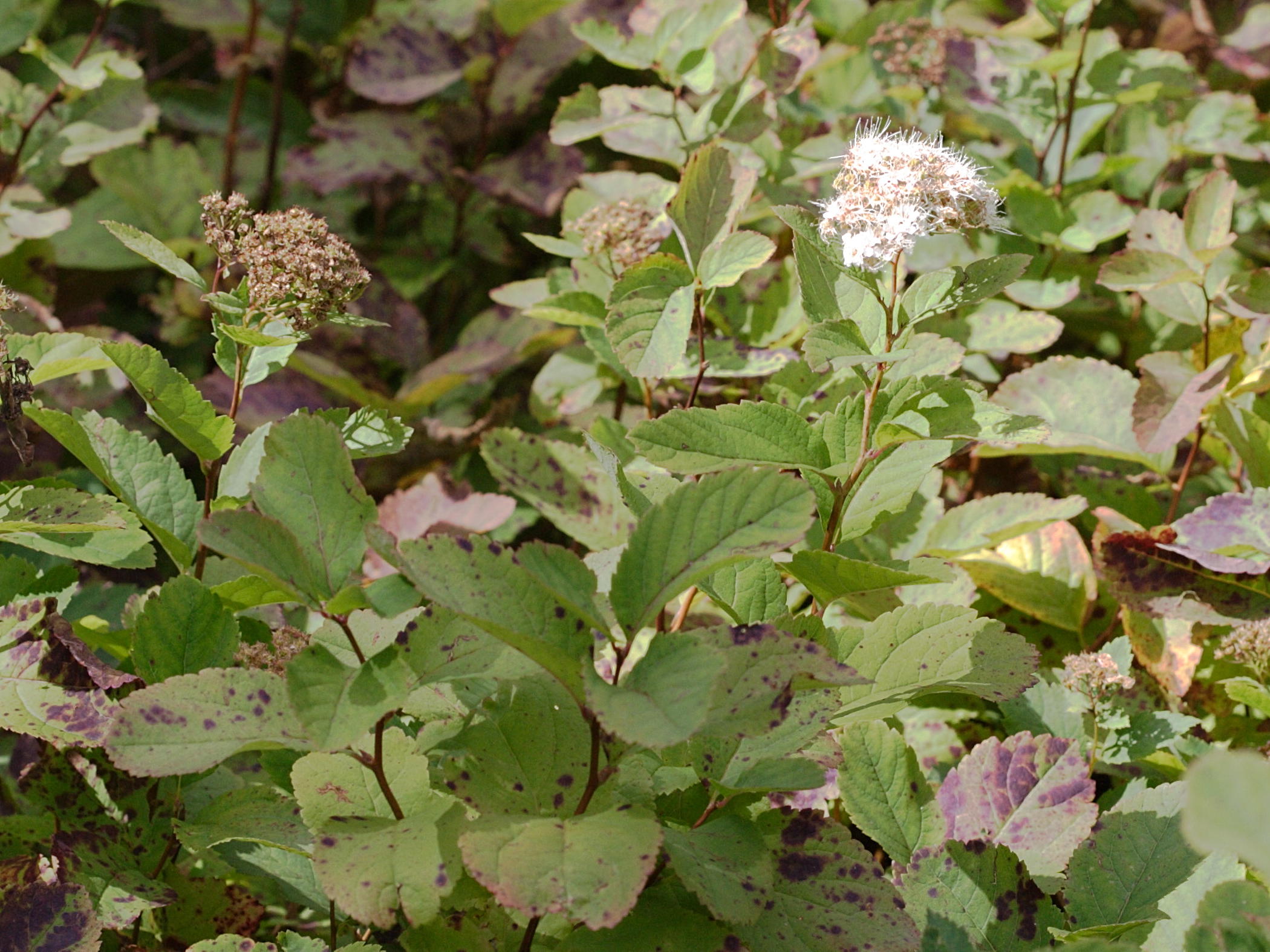 Afficher le média spiraea_betulifolia3bd spiraea_betulifolia3bd