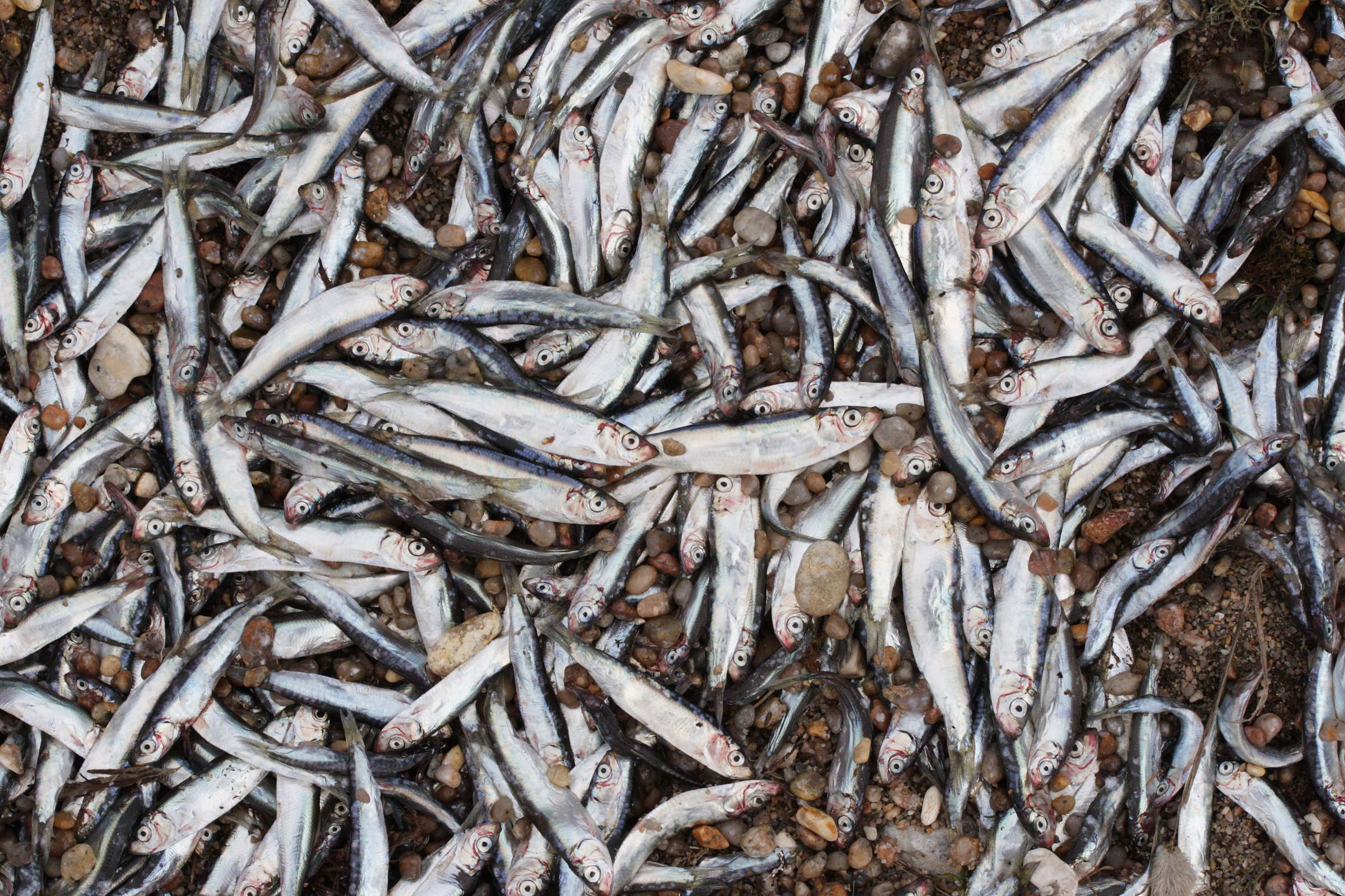 sprattus_sprattus3md