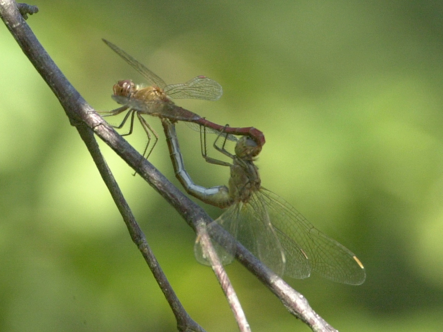 Afficher le média sympetrum_meridionale1md sympetrum_meridionale1md