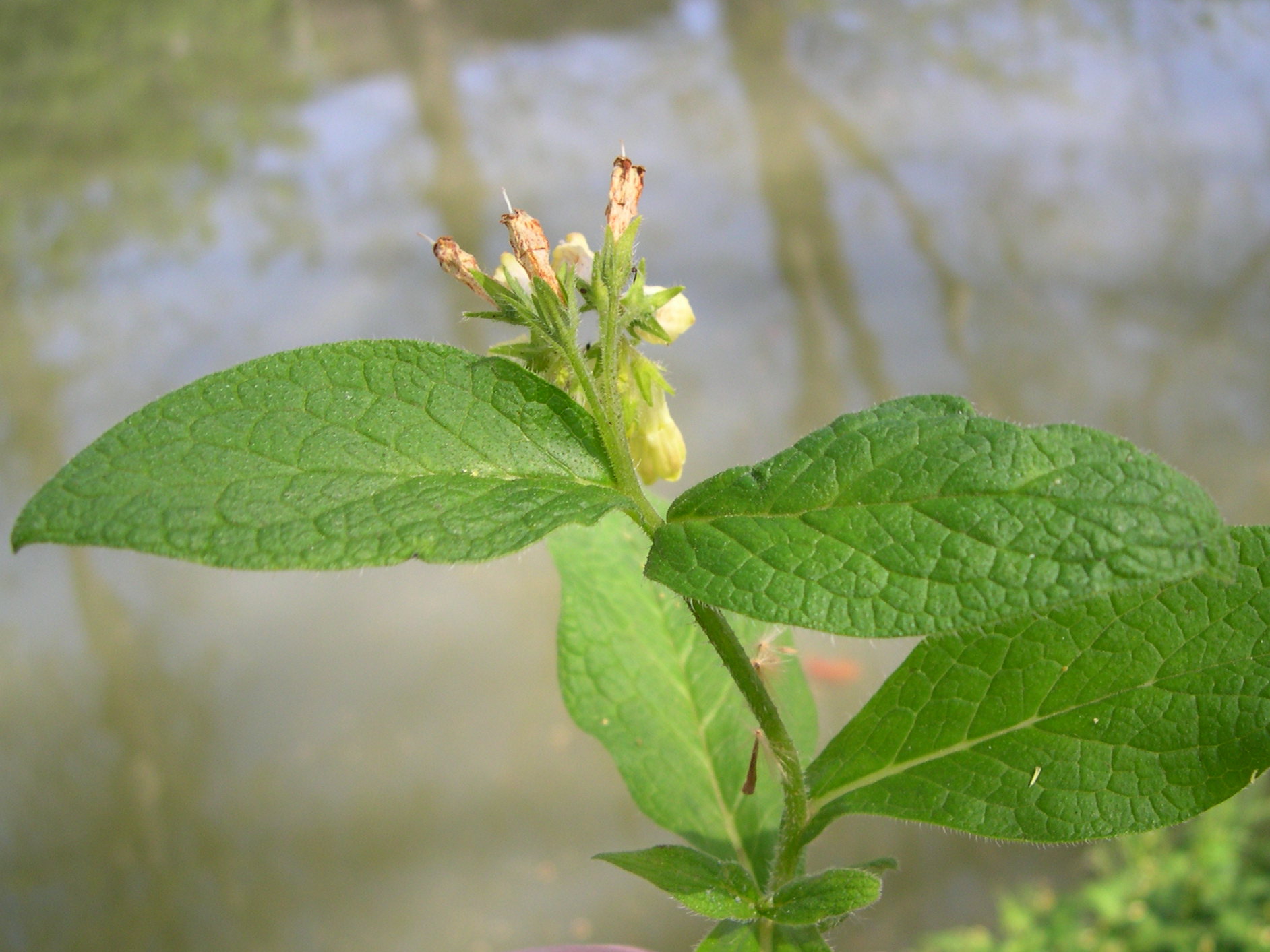 symphytum_tuberosum4md