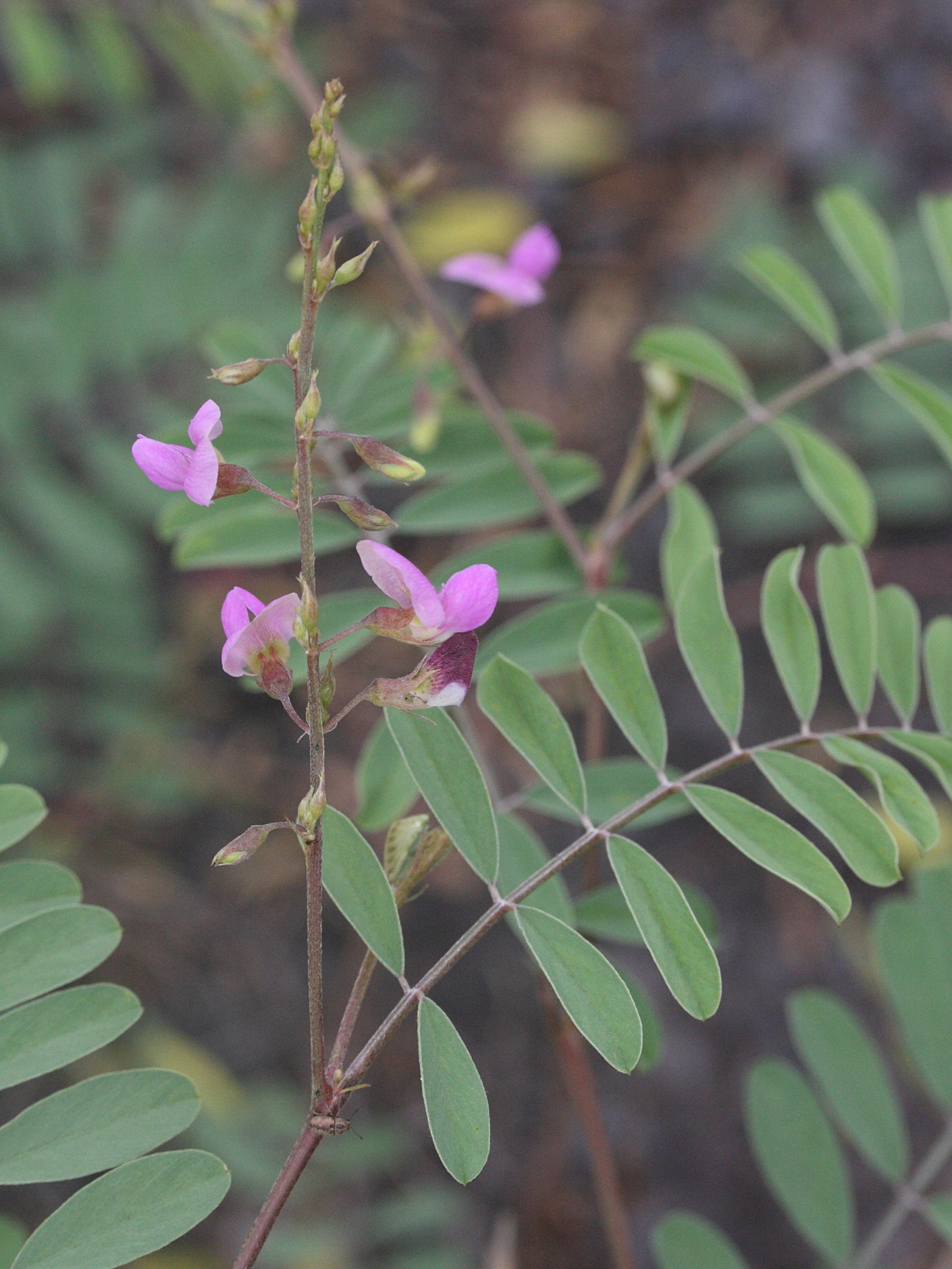 tephrosia_purpurea2cmd