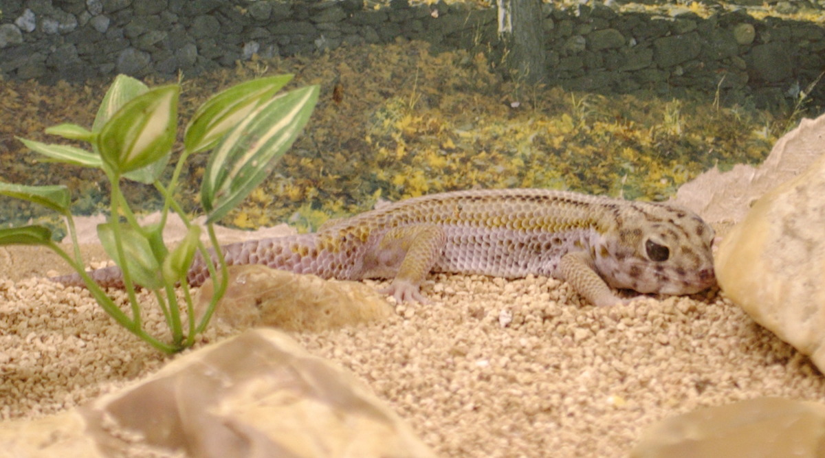 teratoscincus_scincus1bd