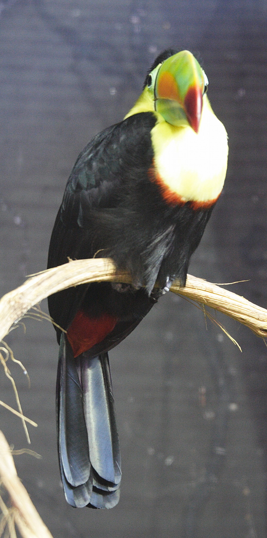 toucan_a_carene_-_ramphastos_sulfuratus2md