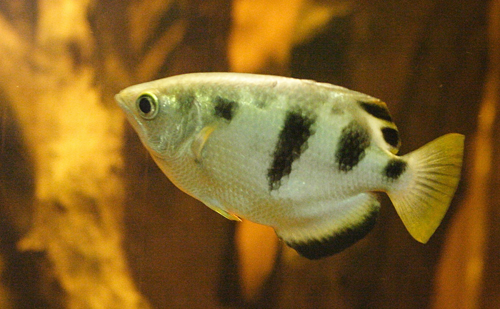 toxotes_jaculatrix2md