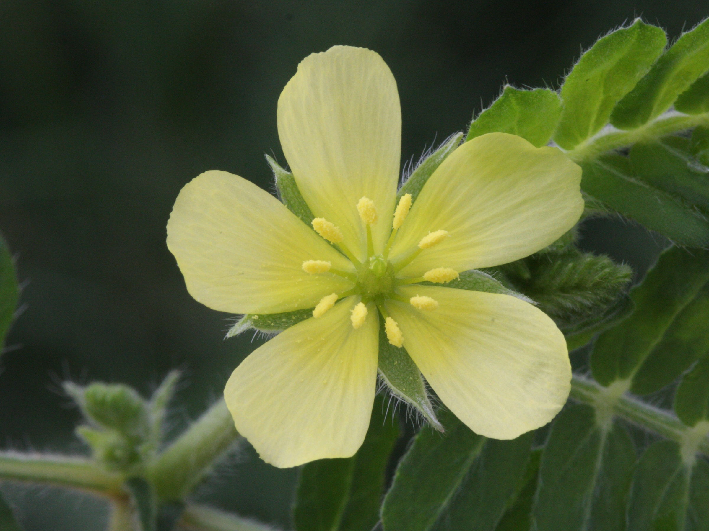 tribulus_cistoides5md