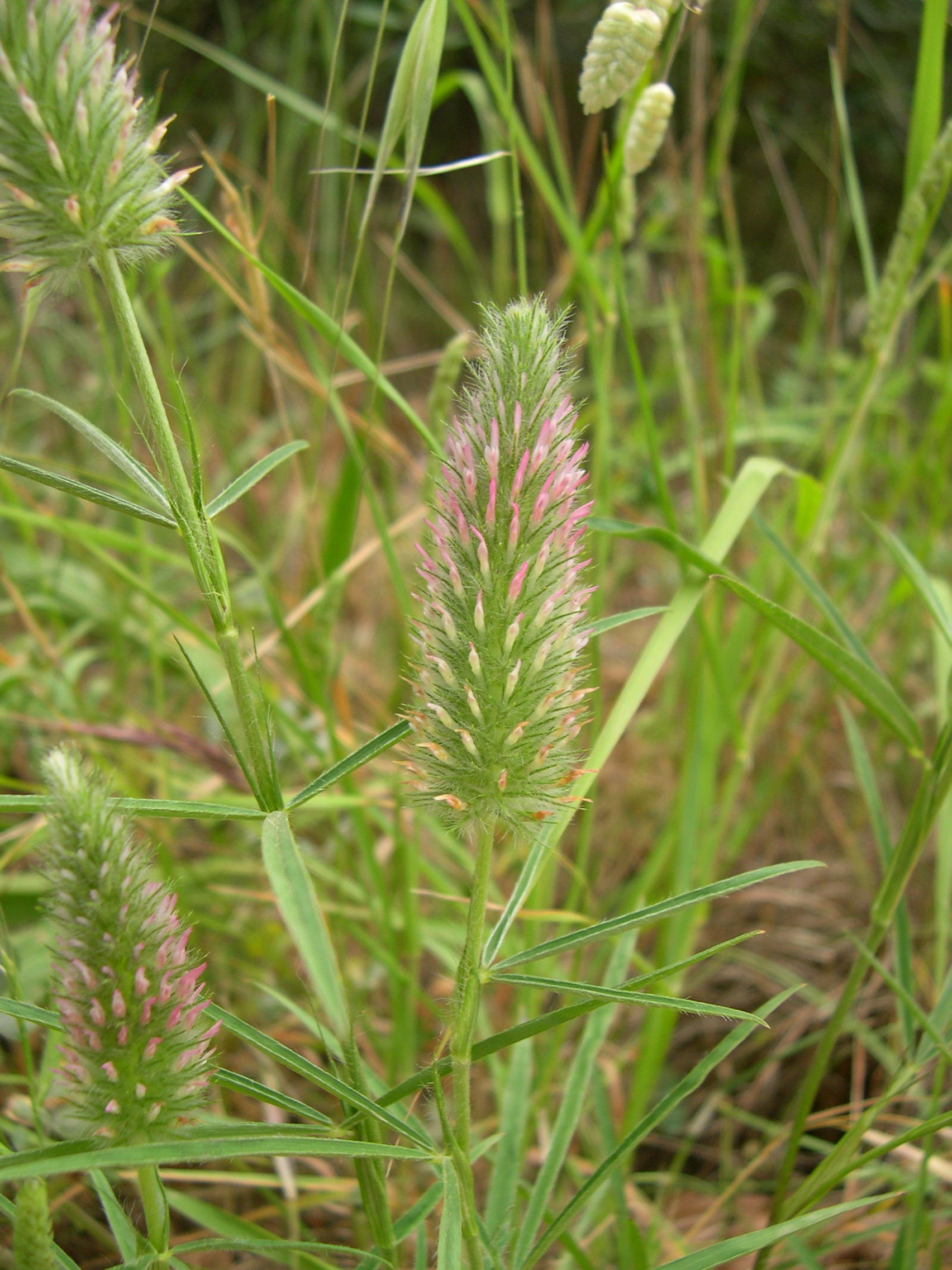 trifolium_angustifolium2md