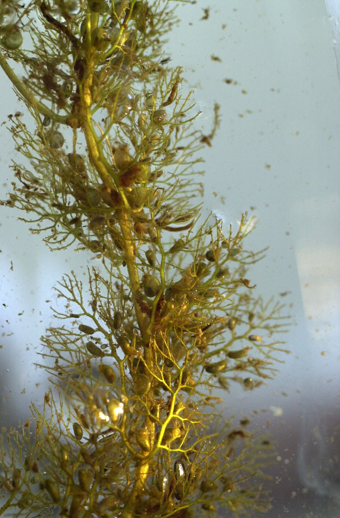 utricularia_australis2amd