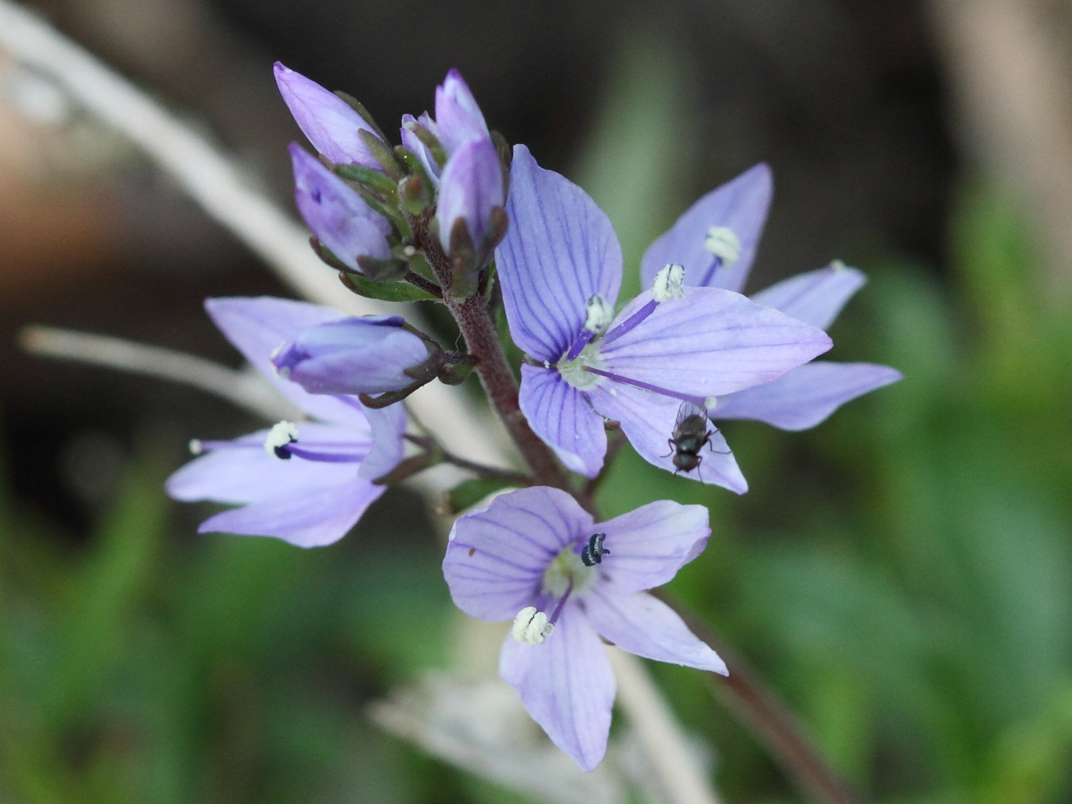 Afficher le média veronica_prostrata2bd veronica_prostrata2bd