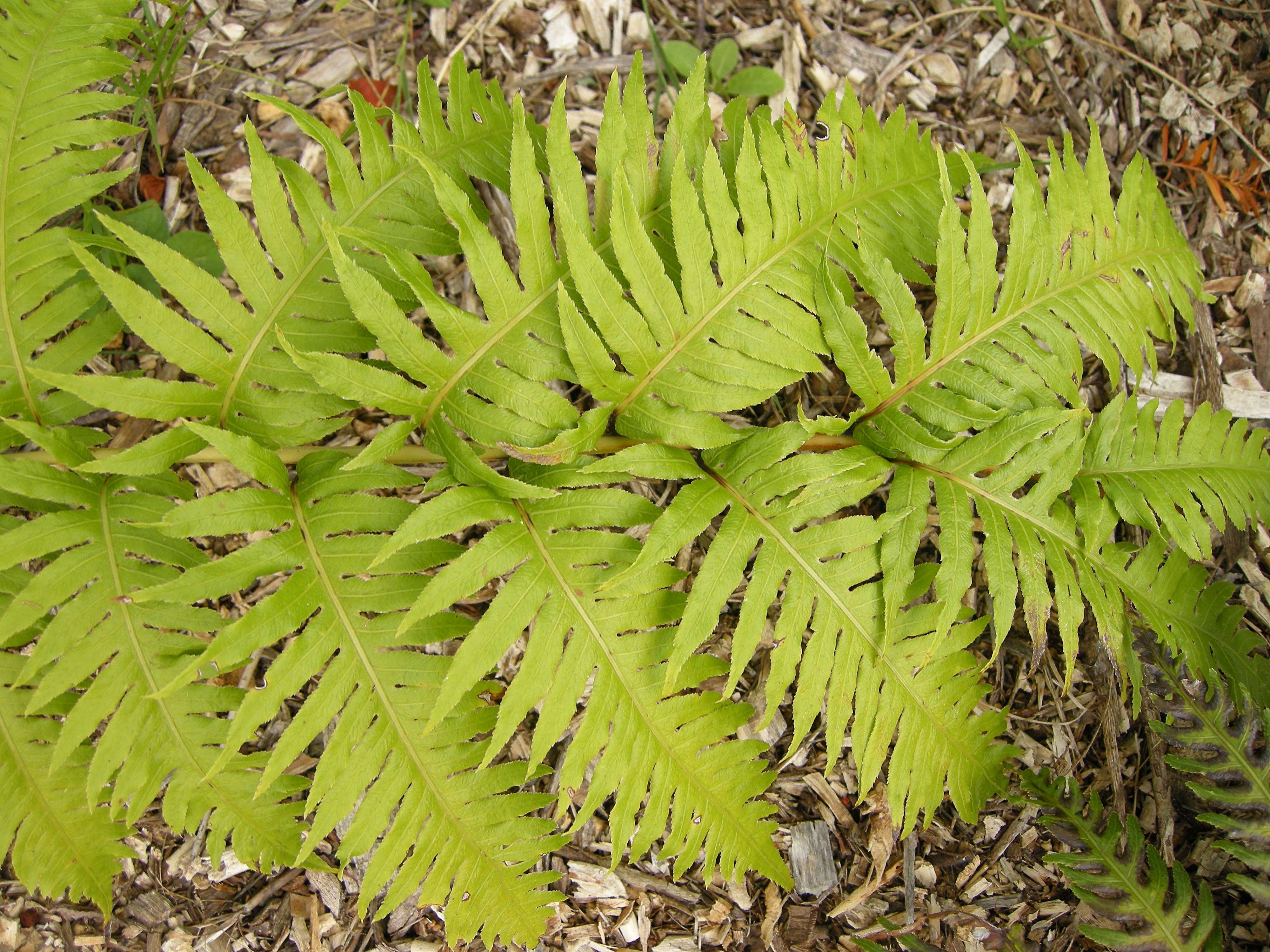 woodwardia_radicans4bd