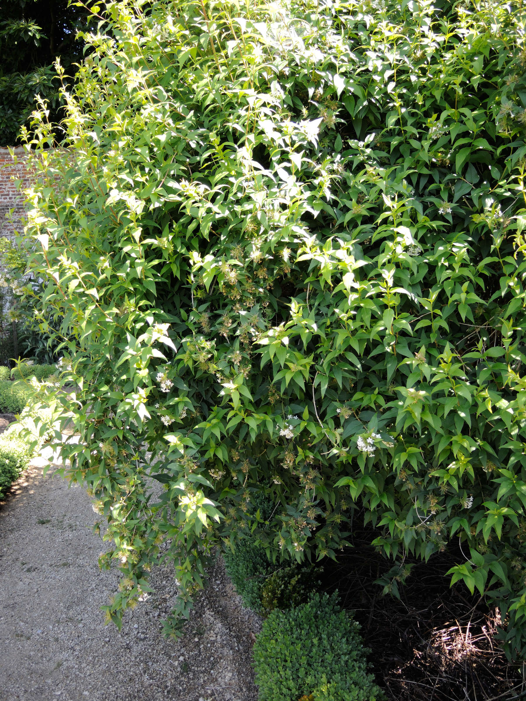 abelia_triflora1md