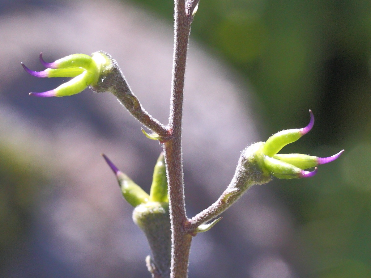 Afficher le média Aconitum_napellus vulgare Aconitum_napellus vulgare
