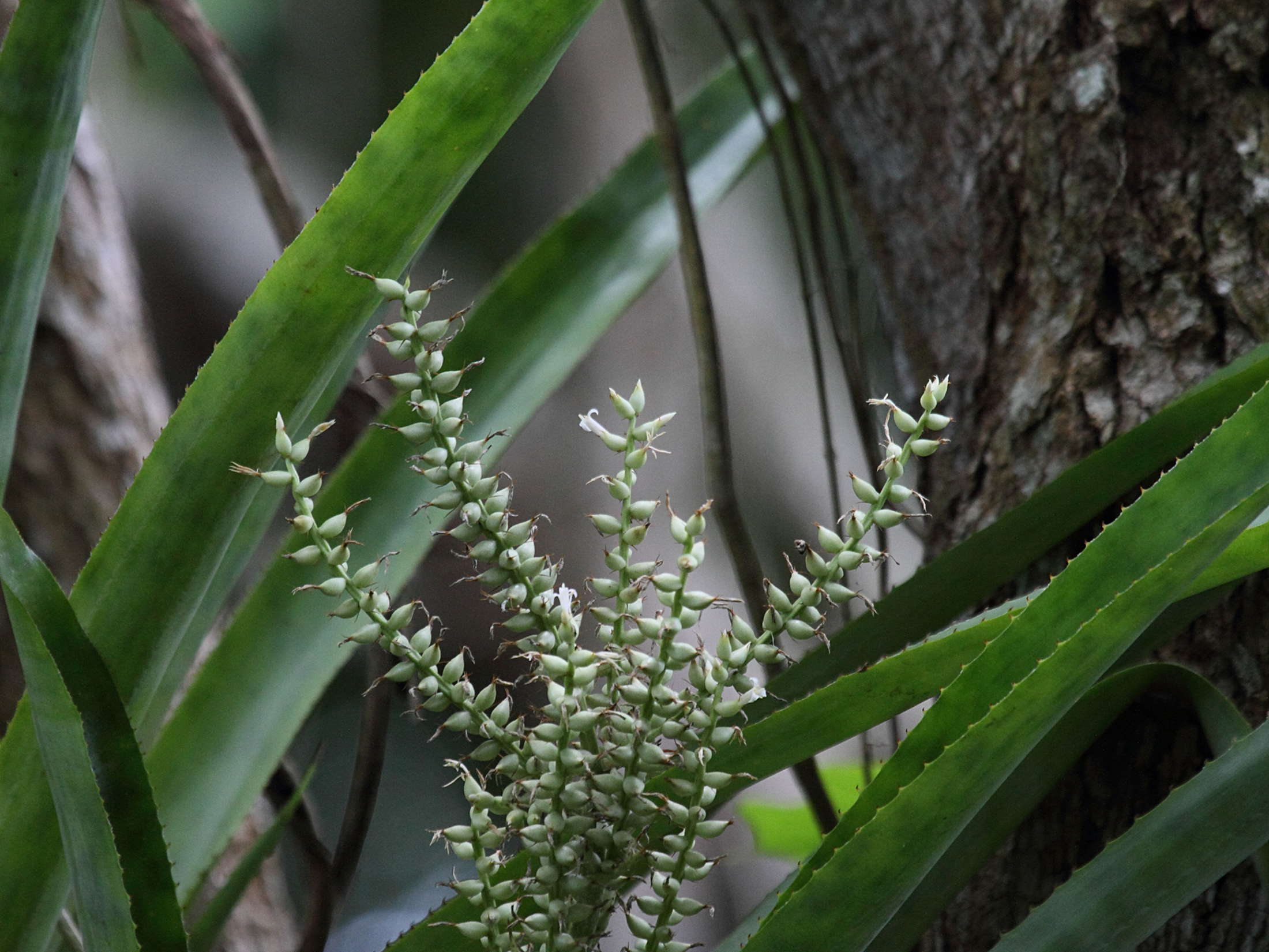 aechmea_lingulata1bd