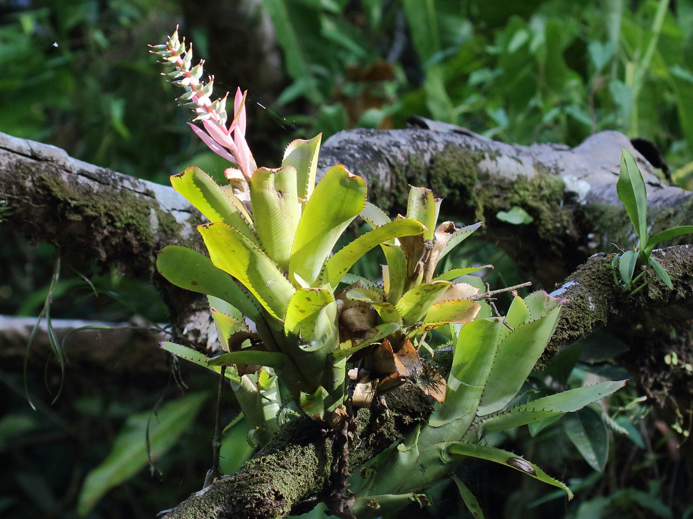 aechmea_nudicaulis1bd