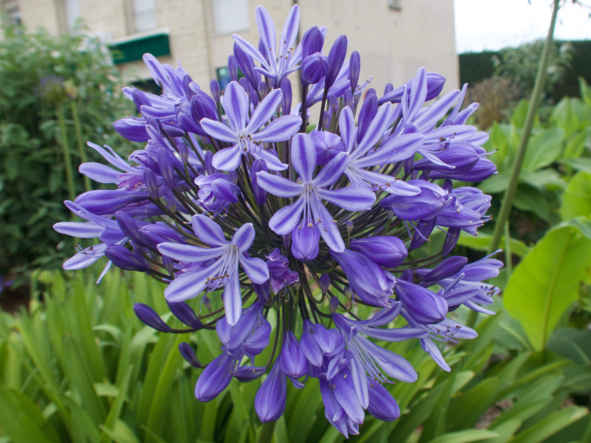 agapanthus_praecox6md