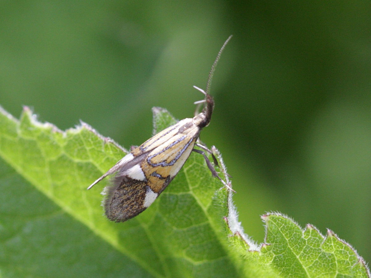 alabonia_geoffrella1bd