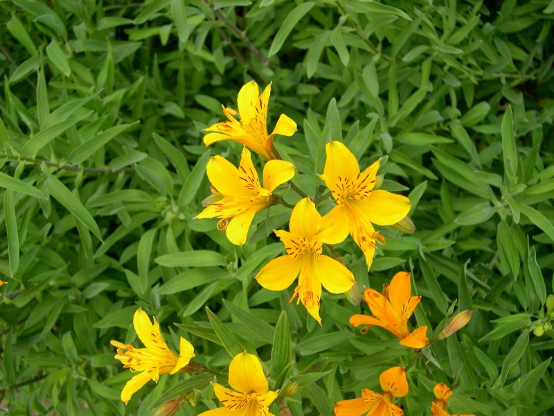 Afficher le média Alstroemeria_aurea Alstroemeria_aurea