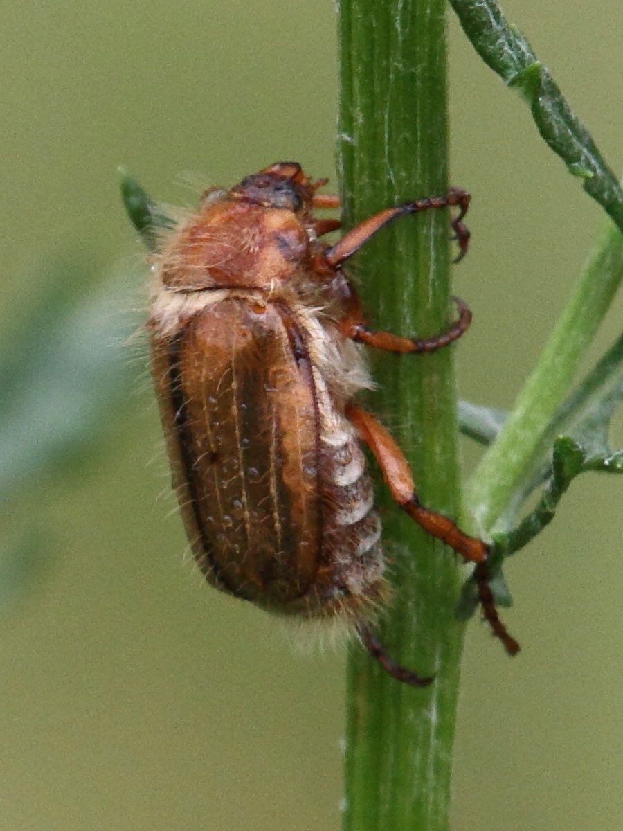 Amphimallon_solstitiale